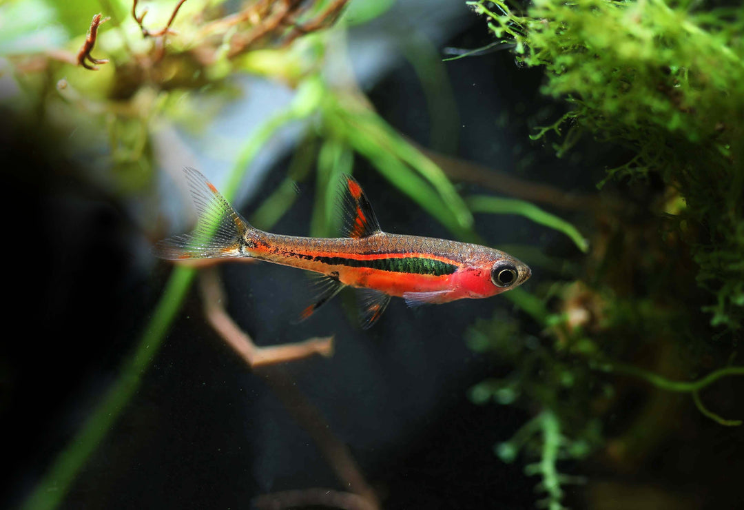 care guide for your chili rasbora, chili rasbora care, chili rasbora, chili rasboras, rasbora fish, chilli rasbora, boraras brigittae, mirco rasboras, mosquito rasbora, chili rasbora fish, chili rasbora in freshwater aquarium