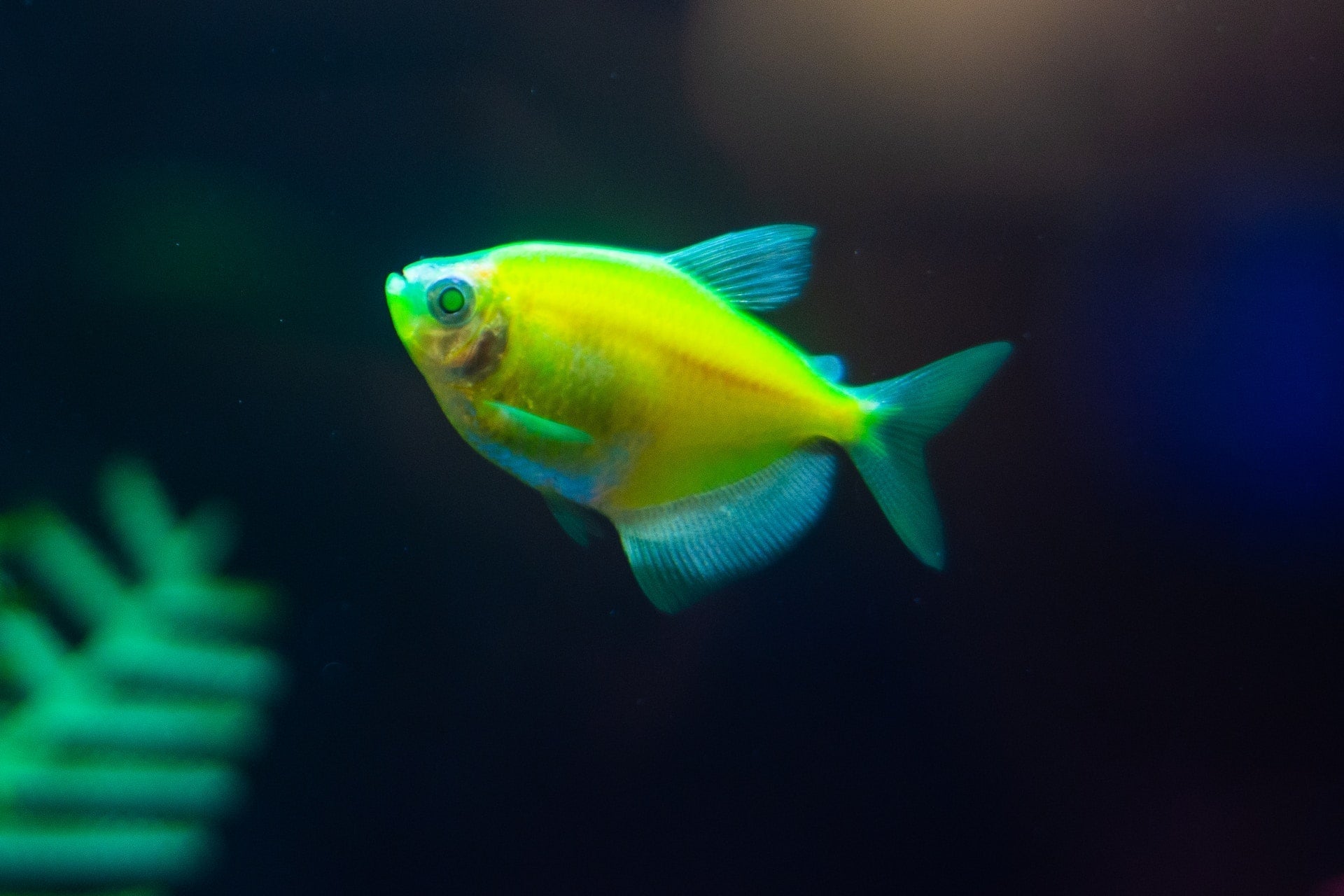 Neon Tetra