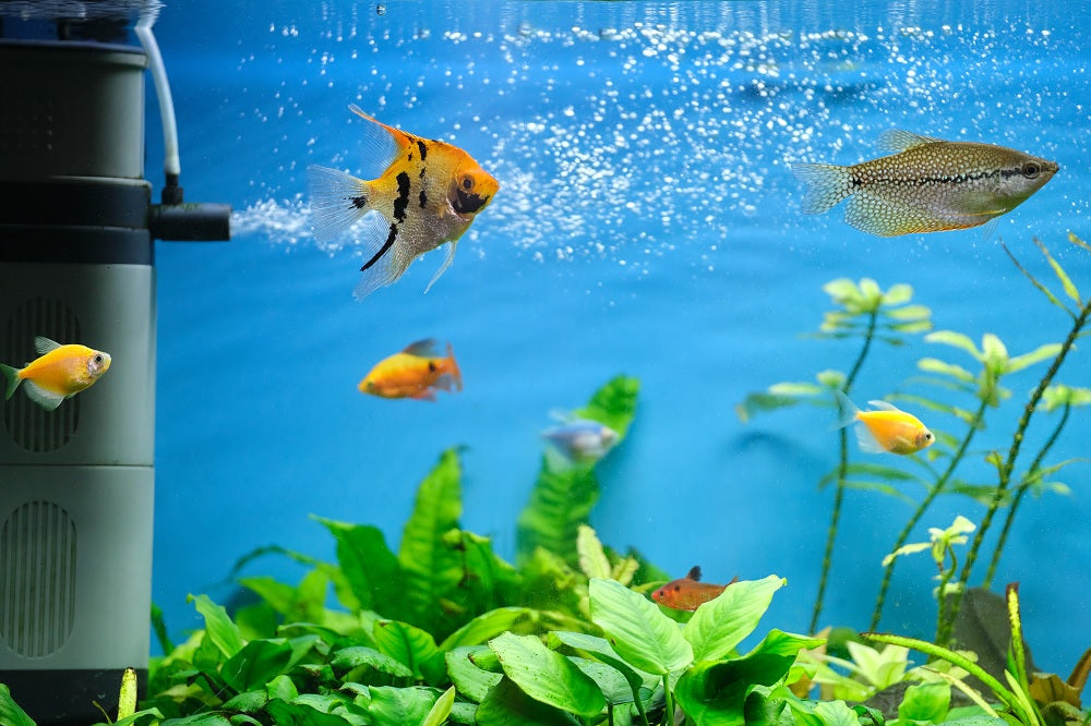 aquarium with filter