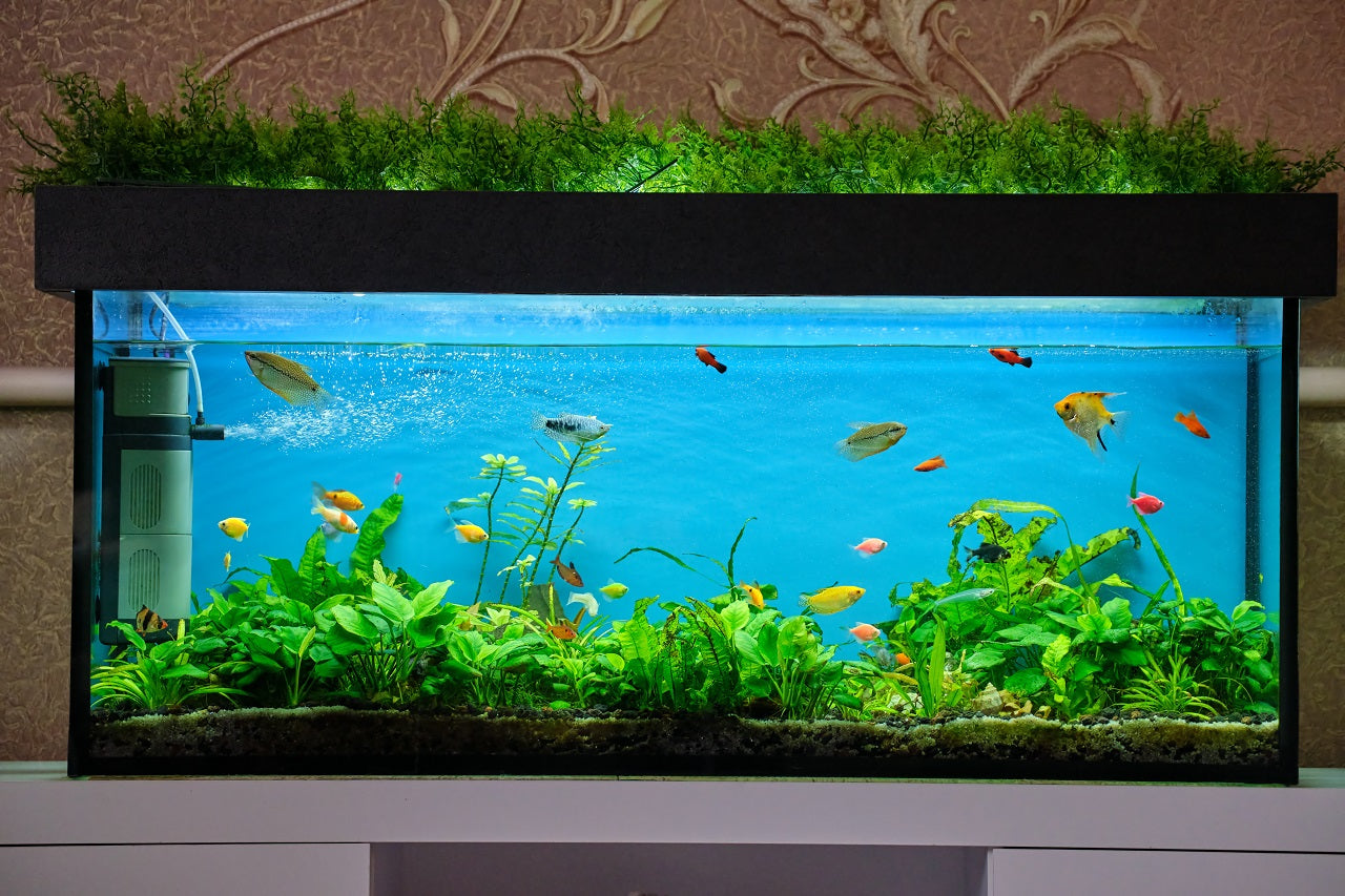 aquascaping