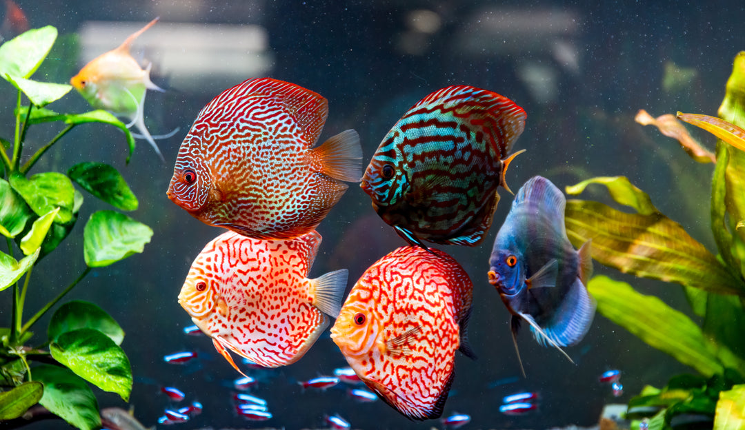 colorful fish
