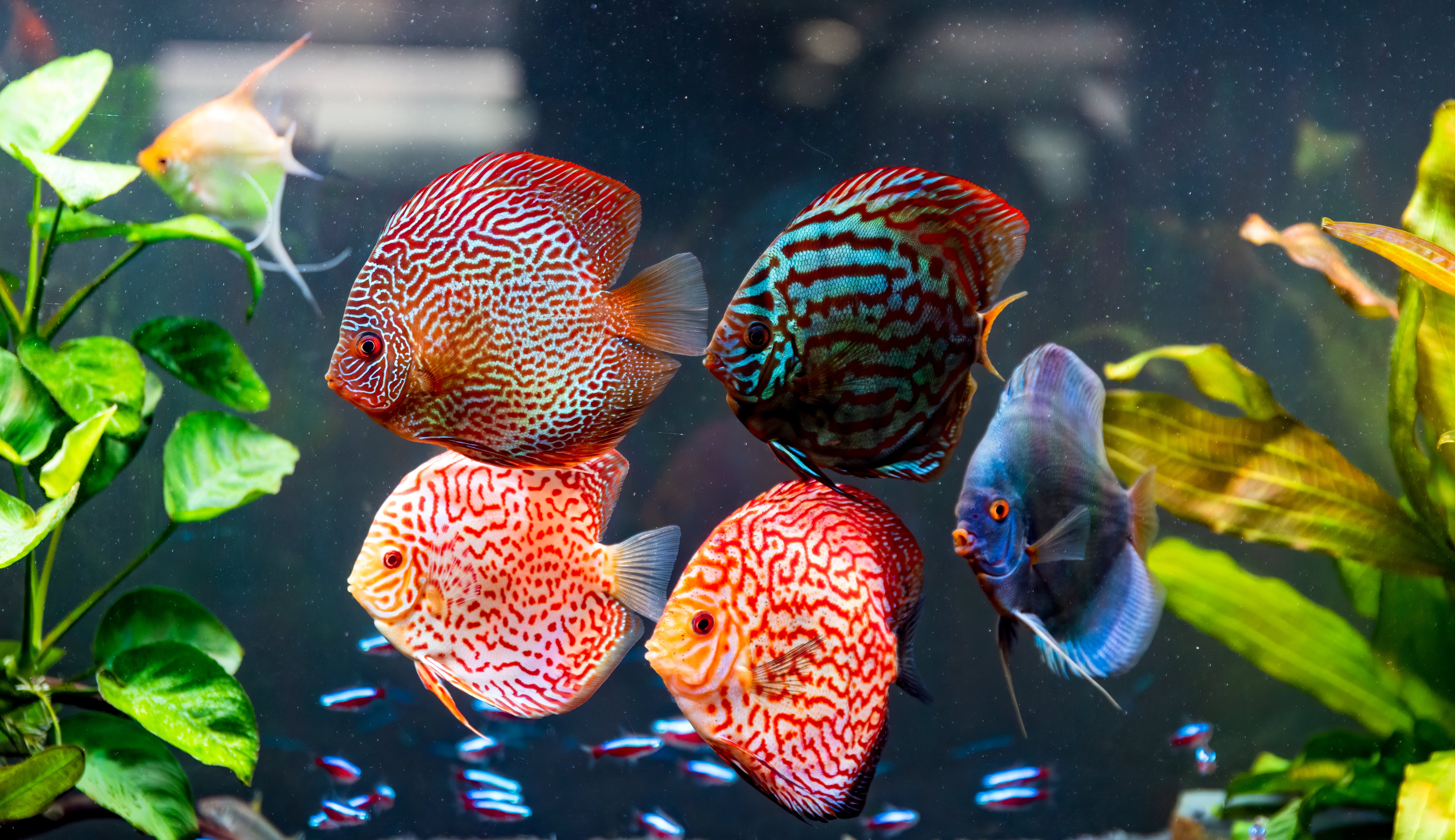 colorful fish