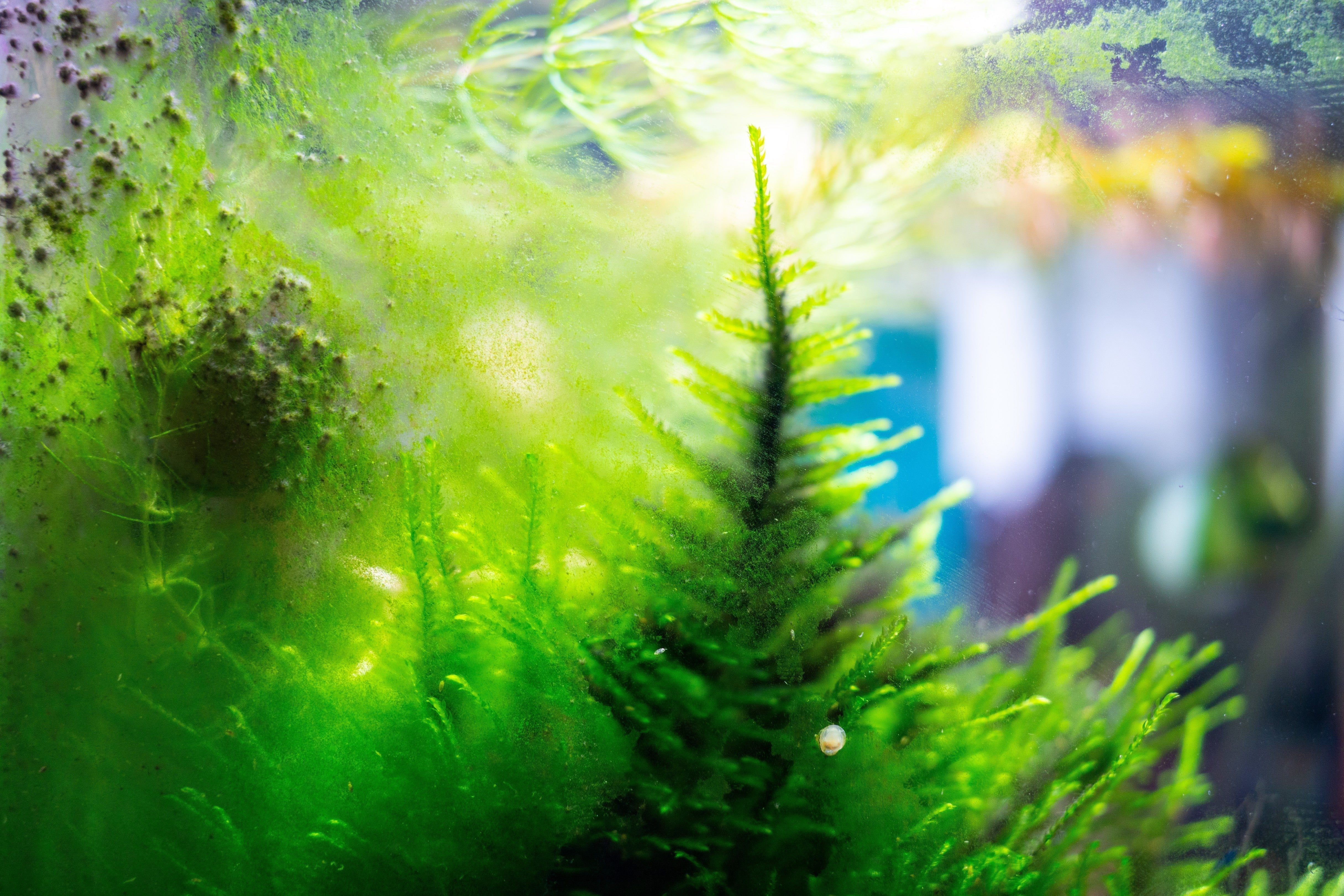 algae in fish tank, aquarium algae control, types of algae, is algae bad for fish, what does algae look like, algae bloom in fish tank, types of aquarium algae, algae in water, different types of algae, algae types, types of algae in aquarium