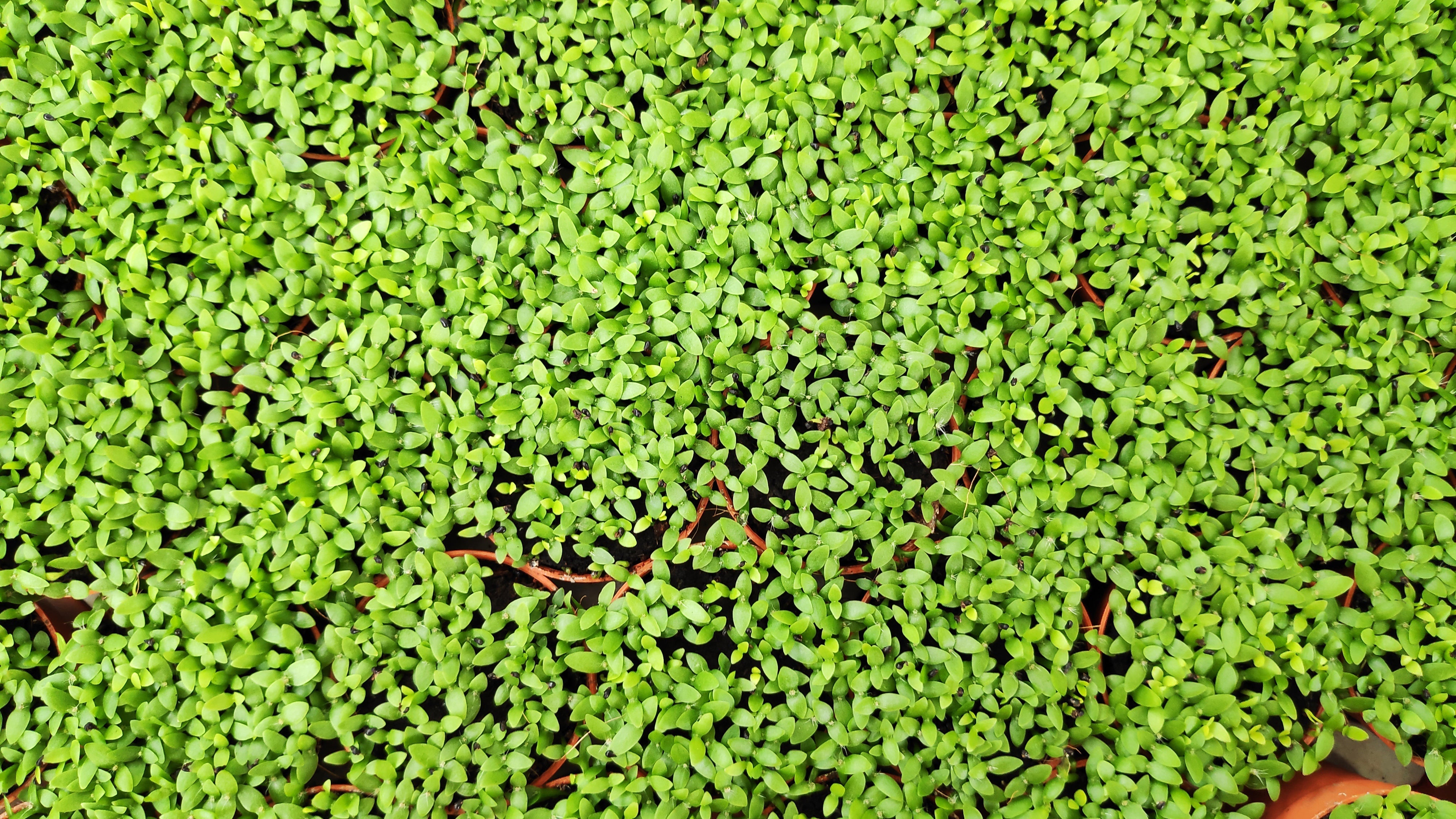 dwarf baby tears carpeting plants