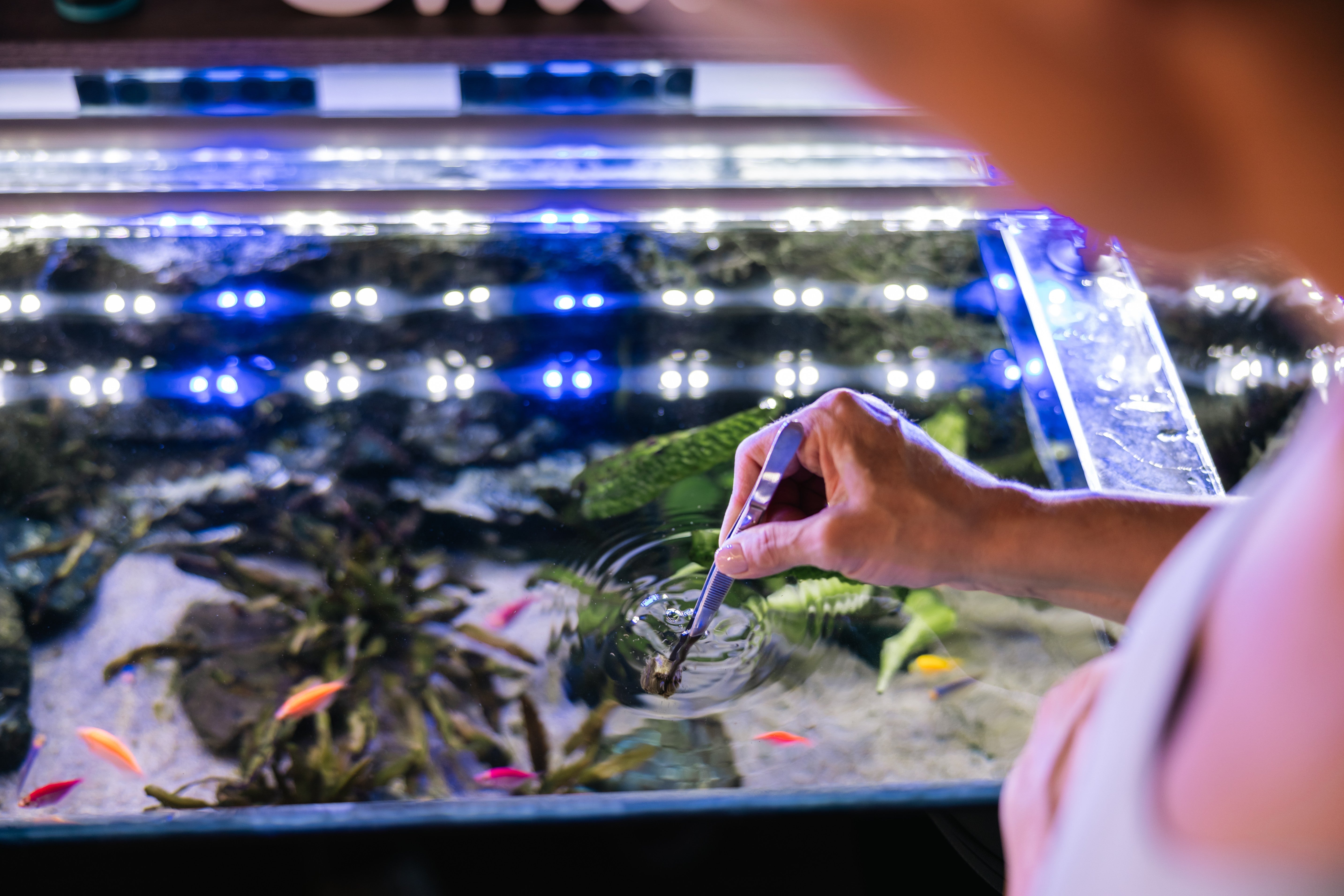 root tabs, aquarium root tabs, root tabs aquarium, root tabs for aquarium, root tab, root fertilizer, root tabs for aquarium plants, aquarium plant root tabs, what are root tabs for aquarium plants, how to use root tabs to fertilizer aquarium plants