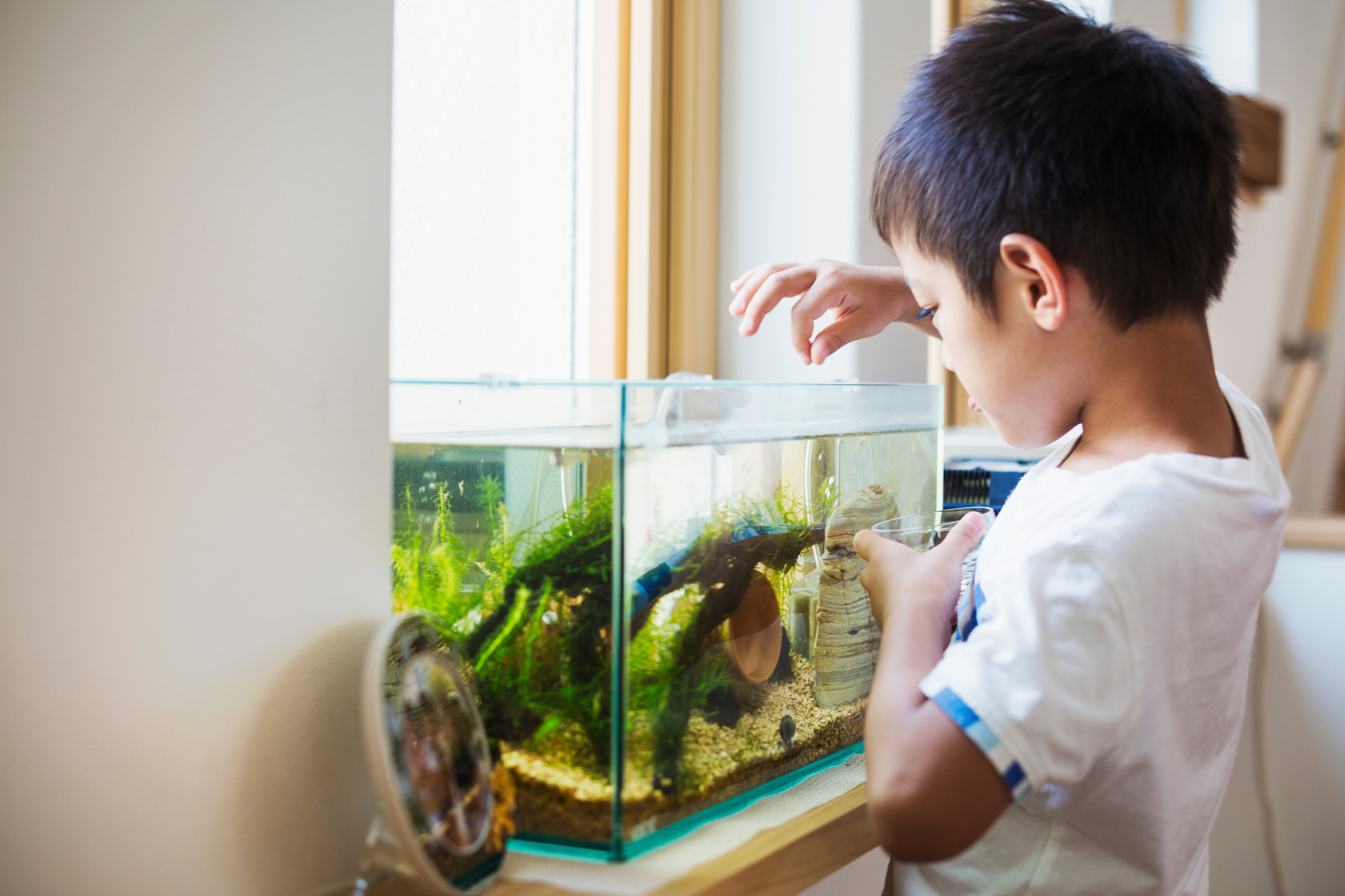 Freshwater Aquarium Fish Tank Common Disease and Treatment to have healthy fish tank | Splashy Fish
