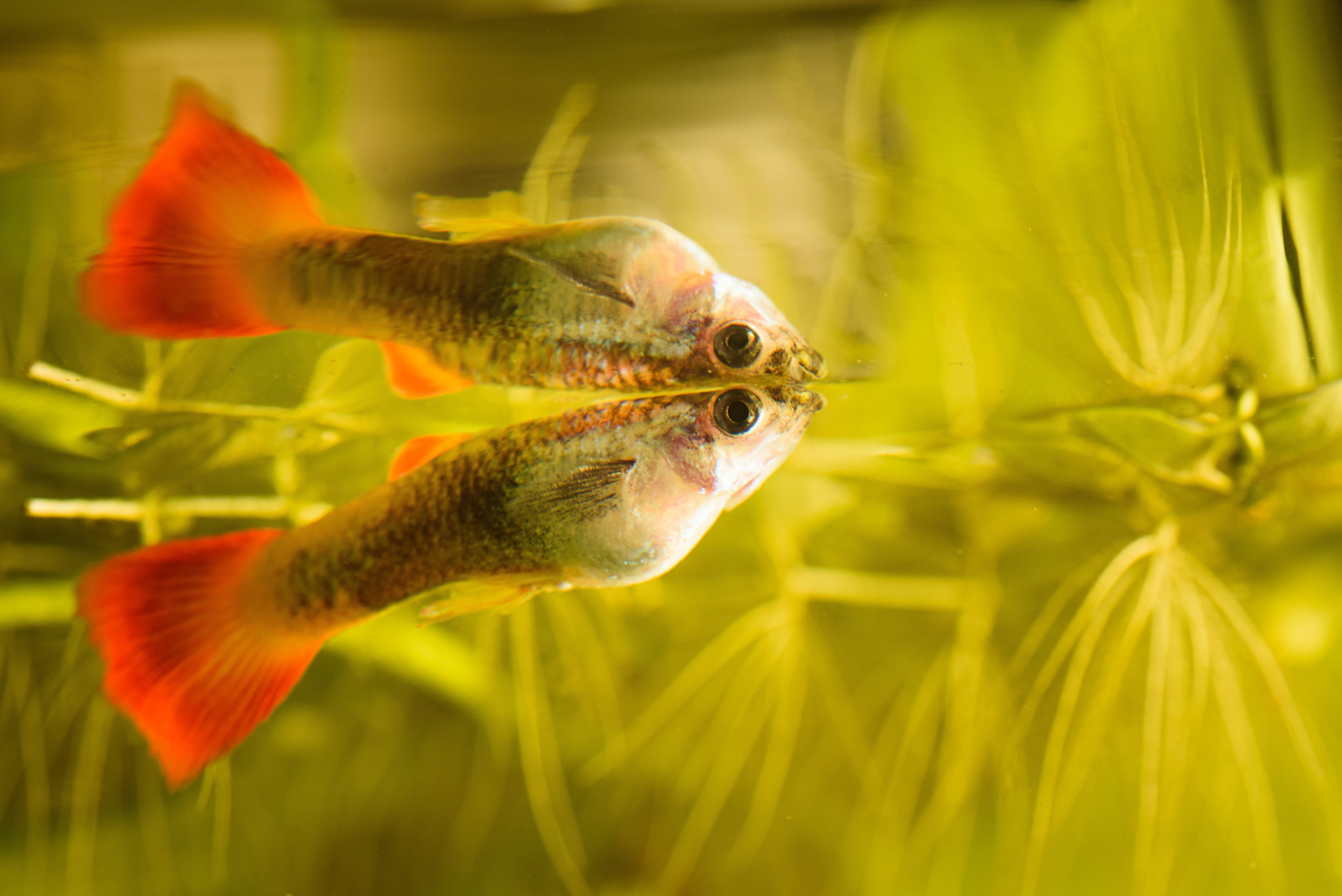 Aquarium Lighting for Guppies: Brighten Your Tank Perfectly