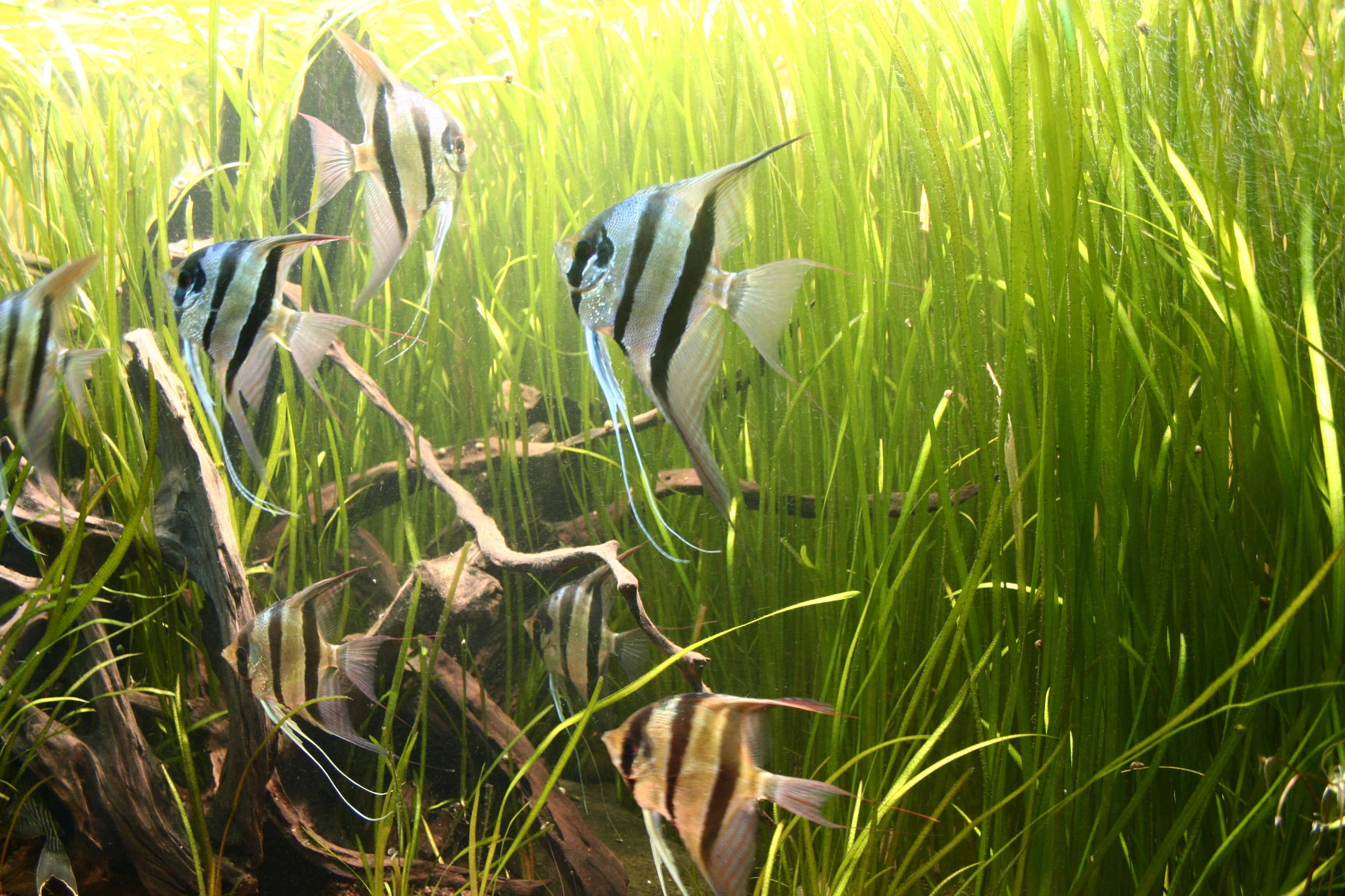 Tropical Freshwater Aquarium Fish | Common Fish Disease and how to treat them