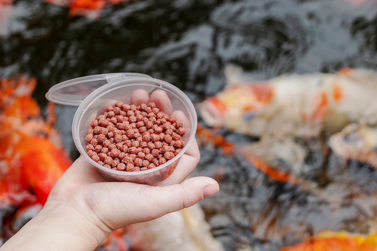 fish nutrition, fish food for sale, freshwater fish food for sale, fish food