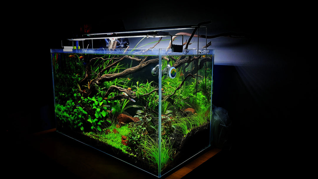 Does Letting Water Sit Remove Chlorine for Fish Tanks?