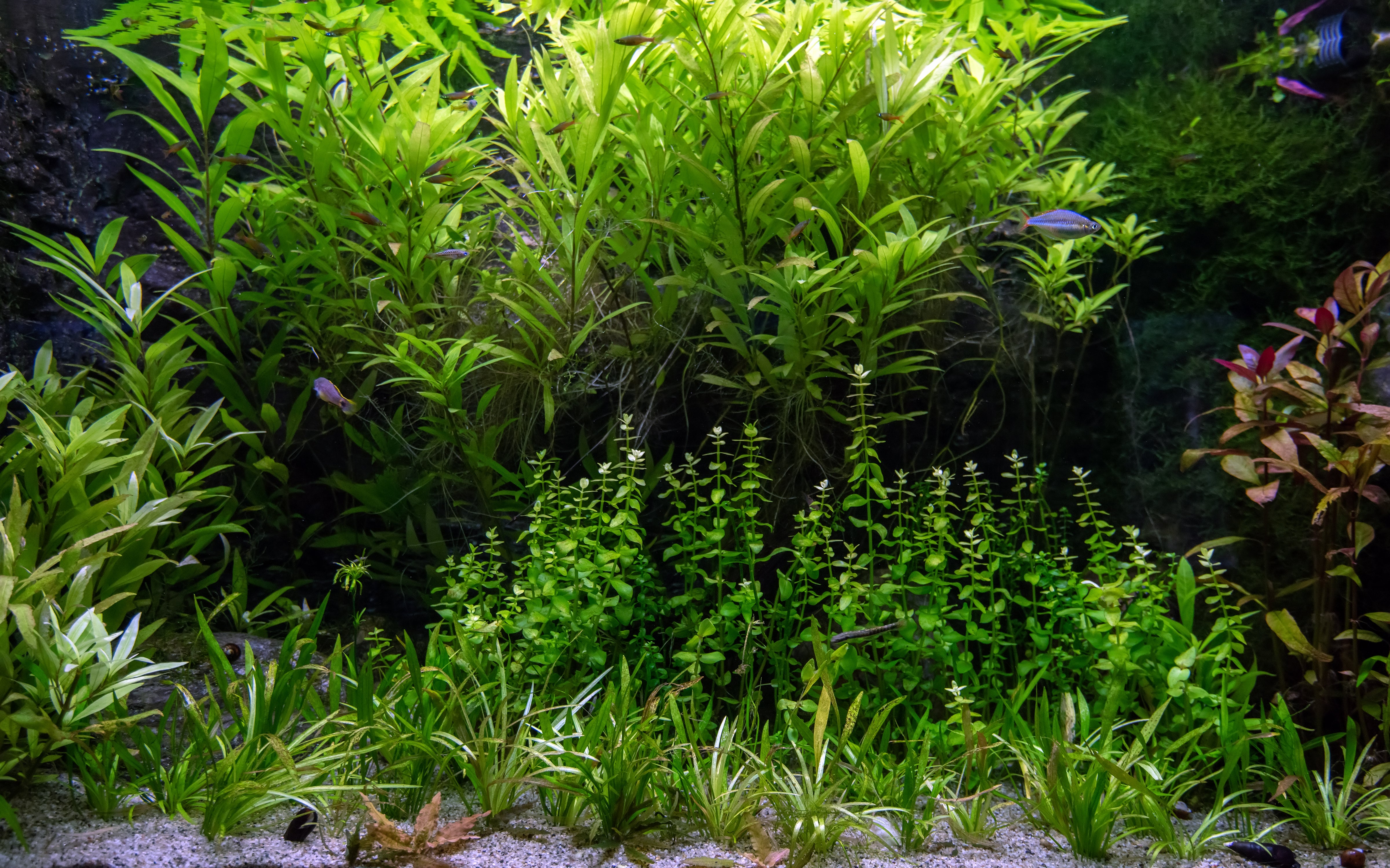 aquarium with tropical fish and water plants