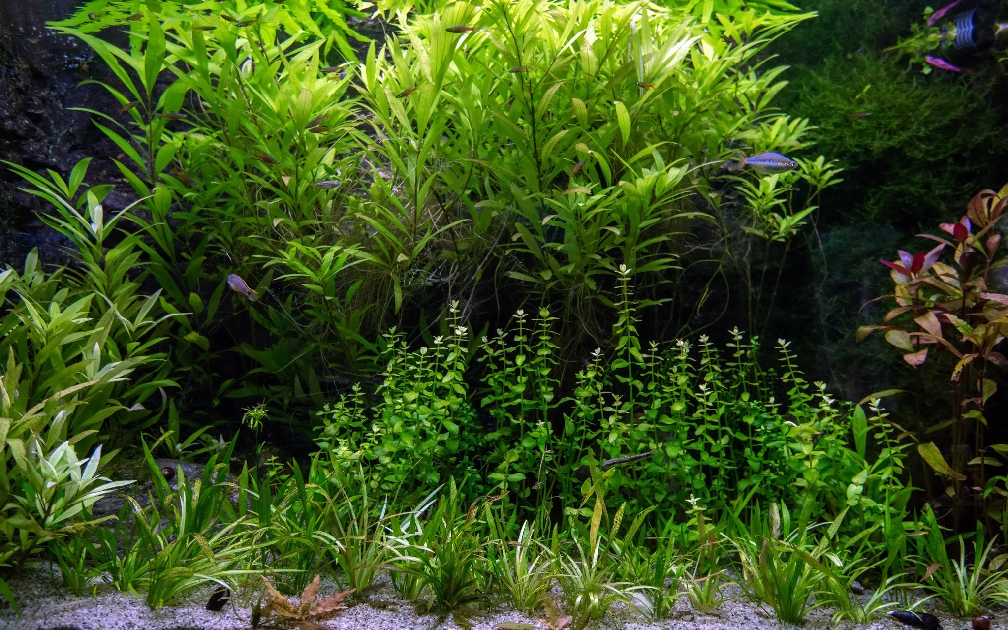 WHAT IS THE BEST FISH TANK SIZE FOR BEGINNERS | Splashy Fish