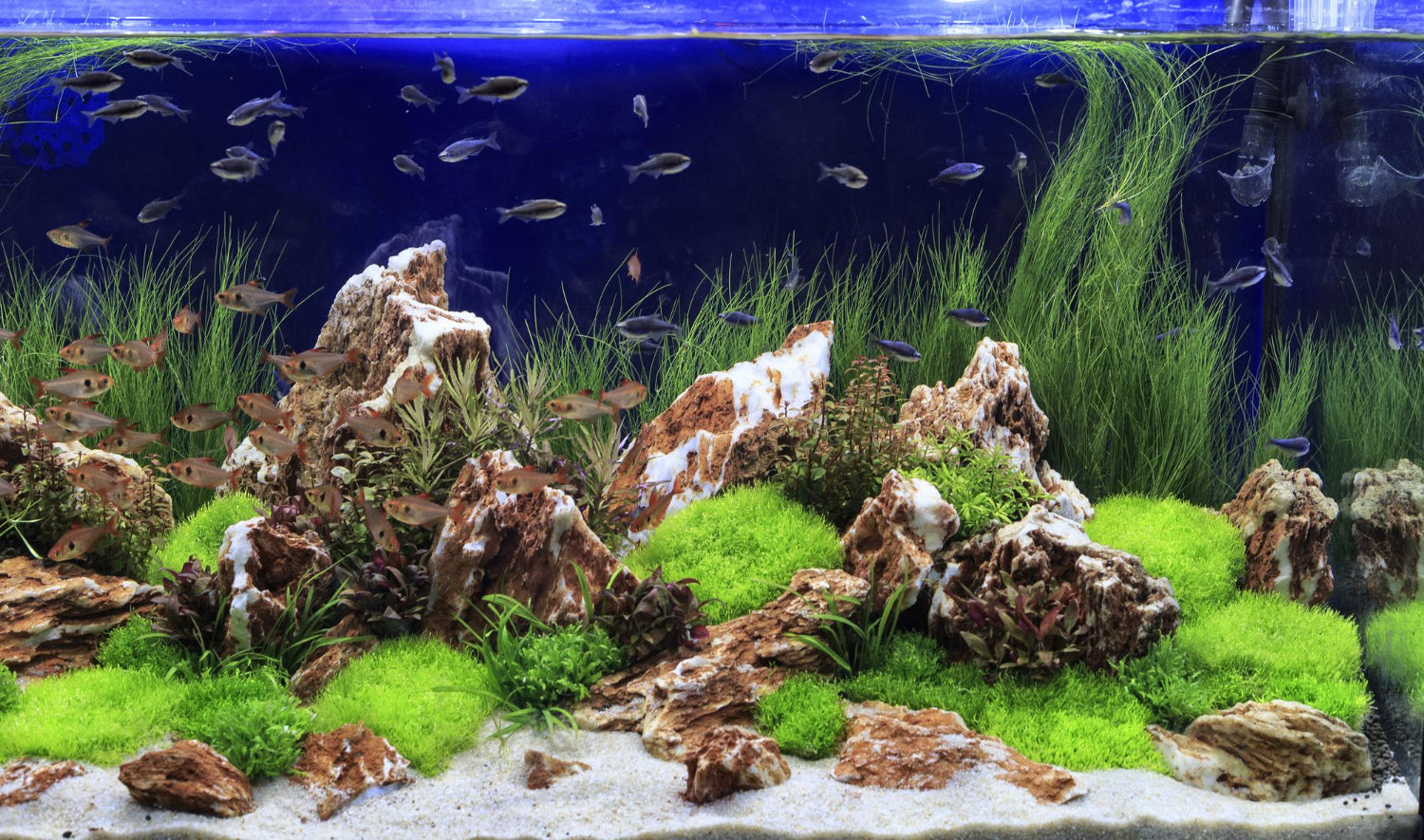 Freshwater Aquarium, aquarium tank, fish tank, fish tank for sale, aquarium fish tank for sale