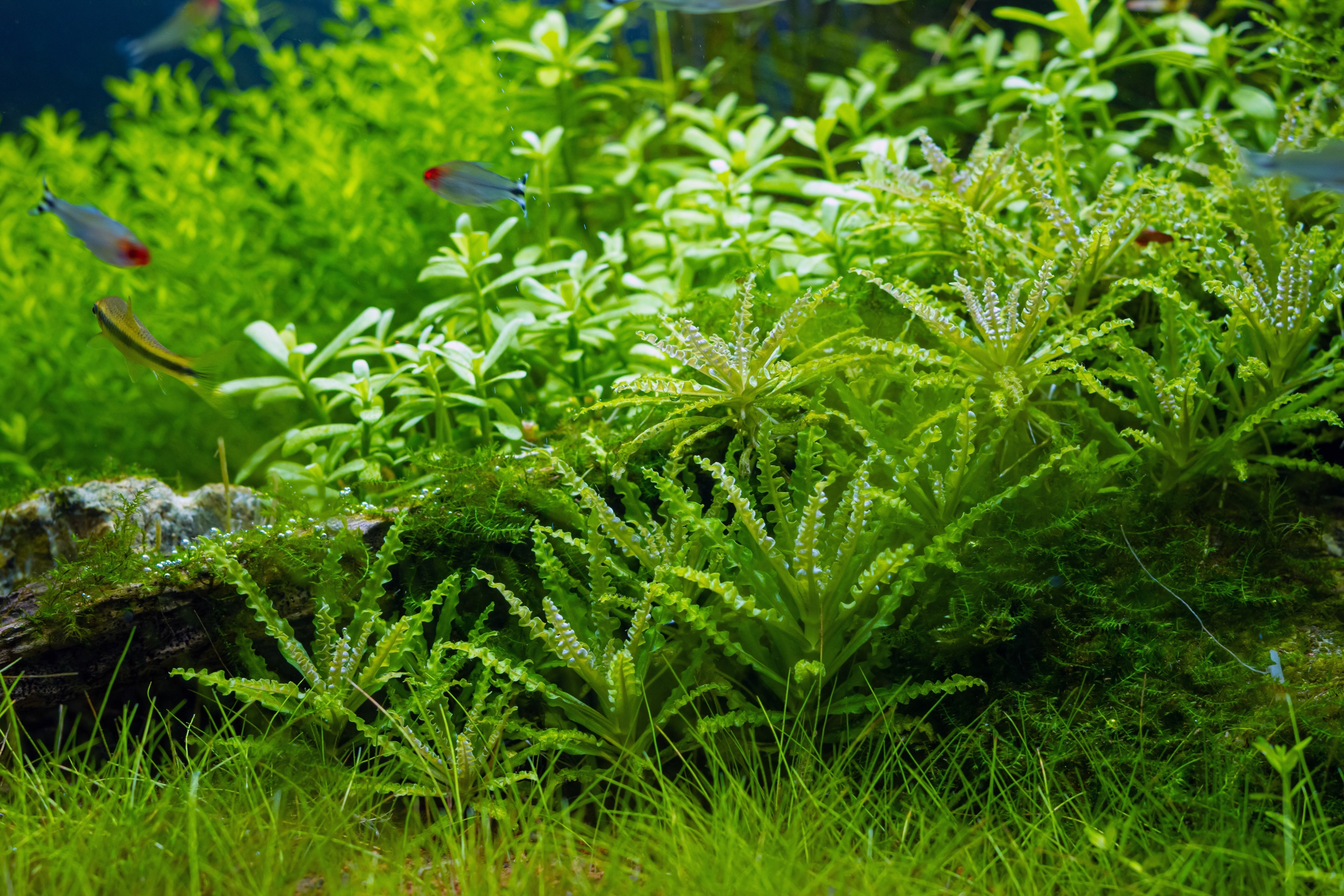 dwarf sagittaria vs vallisneria, aquarium plants list, sagittaria subulata care, sagitaria nana, planted aquarium, planted tank, planted fish tank, plant aquarium, live aquarium plants for beginners, fish tank with plants