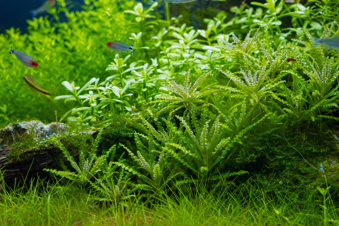 dwarf sagittaria vs vallisneria, aquarium plants list, sagittaria subulata care, sagitaria nana, planted aquarium, planted tank, planted fish tank, plant aquarium, live aquarium plants for beginners, fish tank with plants