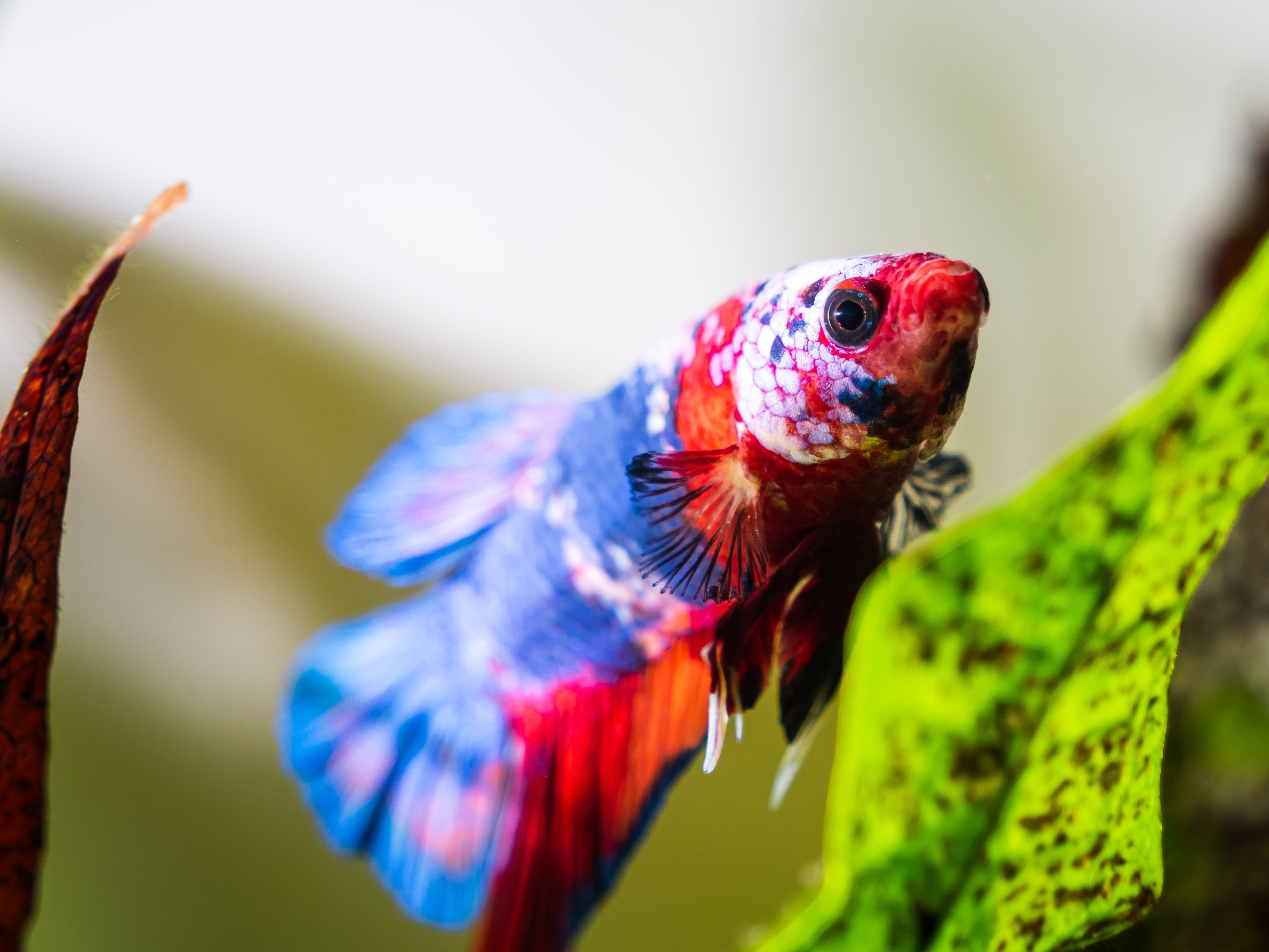 betta fish, betta fighting fish, siamese fighting fish, bettas, betta fish tank, faqs about betta fish, betta fish care, how to care for betta fish, betta fish in aquarium, bettas care, betta tank