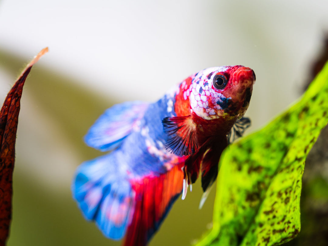 best plants for betta fish, plants for betta fish, betta fish plants, live plants for betta fish, betta plants, planted betta tank, best live plants for betta fish, floating plants for betta, betta fish with plant, betta fish plant tank