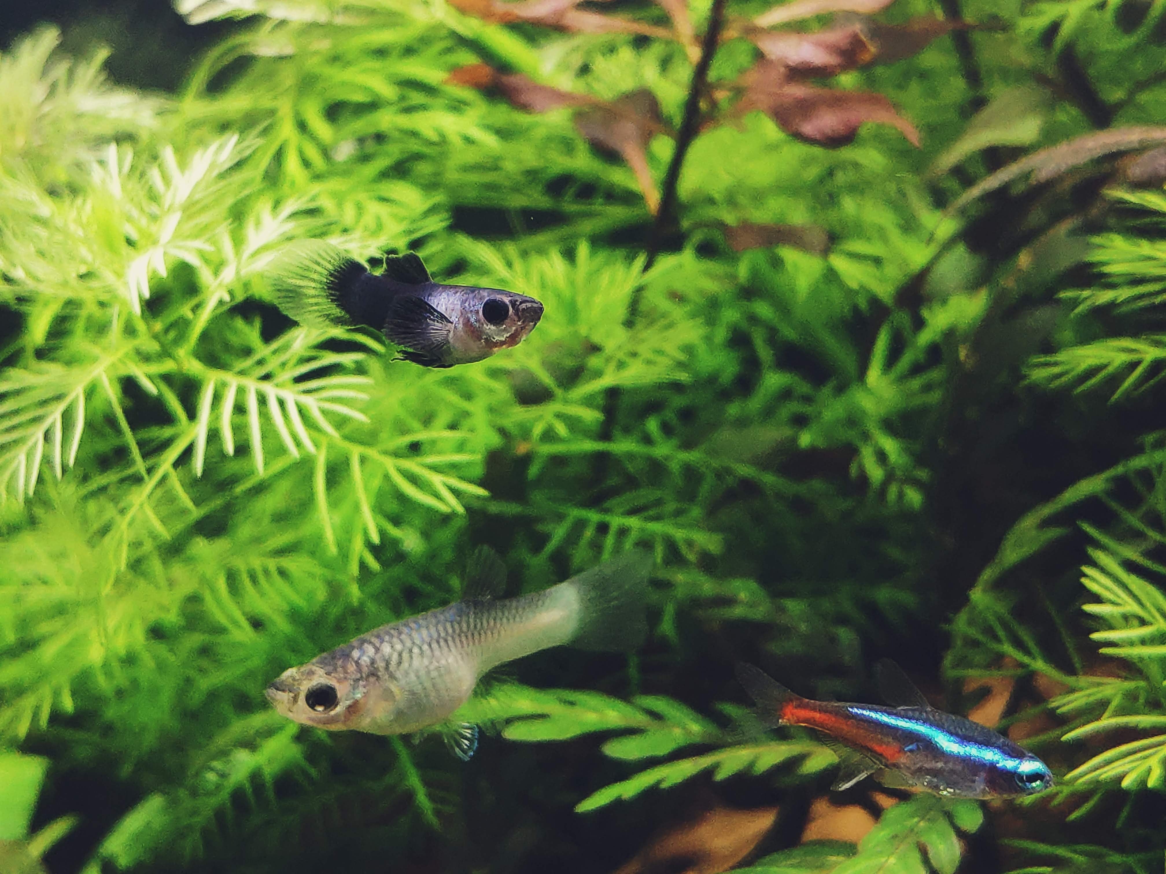 guppies