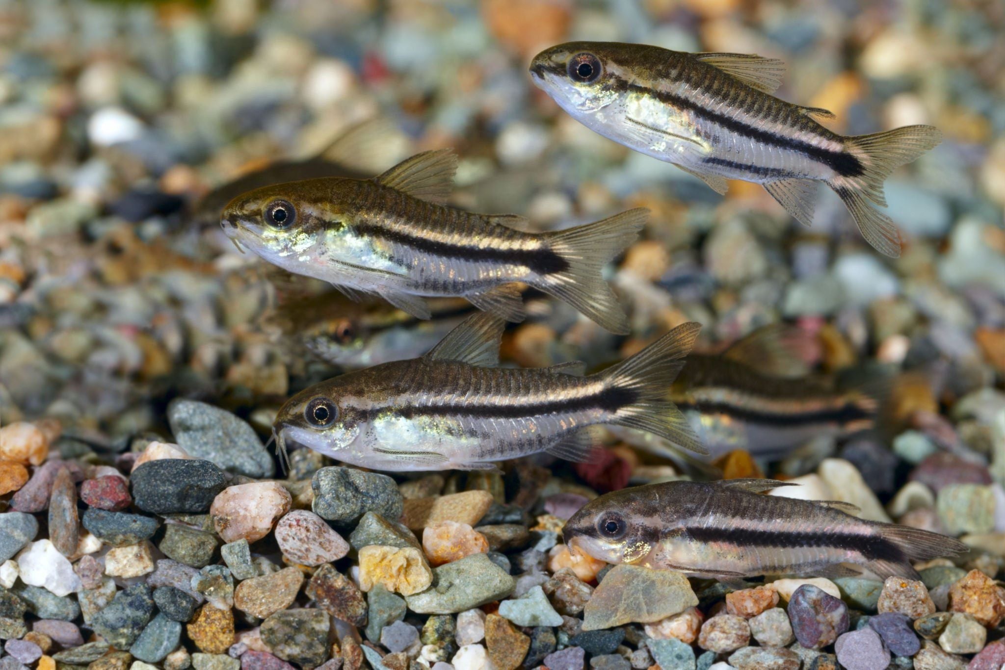 How to Setup a Fish Tank for Corydoras Catfish, Corydoras Catfish, Pygmy Corydoras Catfish