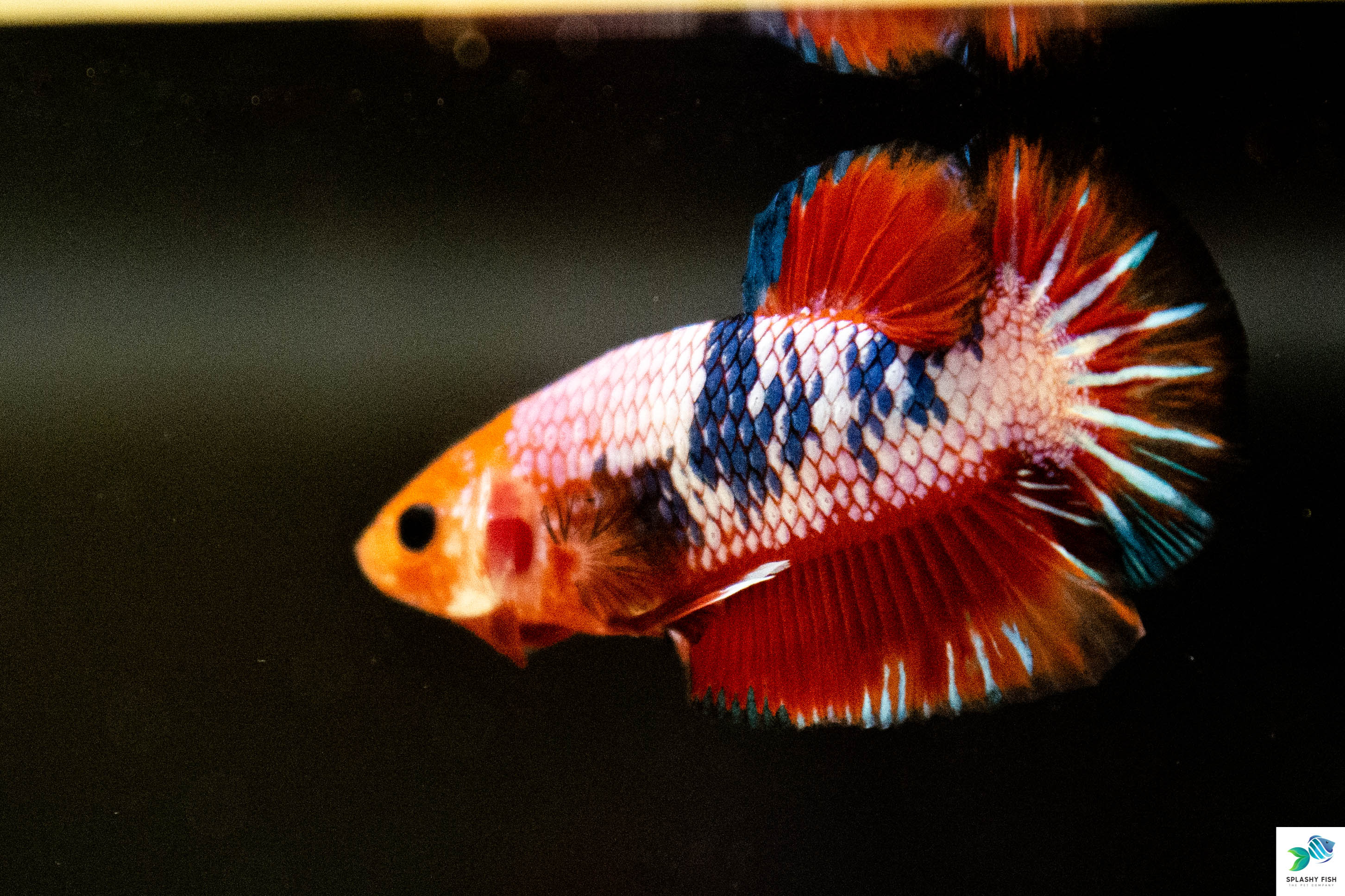 plakat giant male betta fish with black background