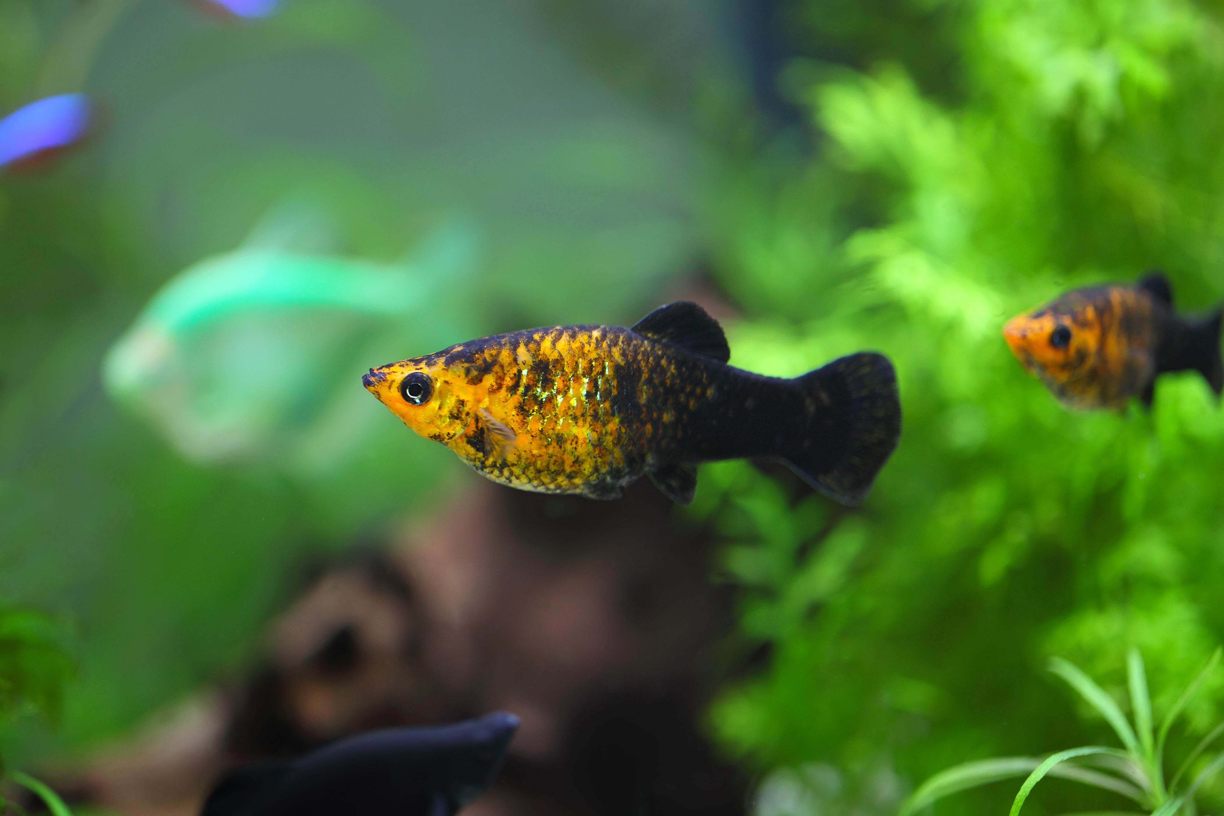 golden black lyretail molly fish in aquarium tank