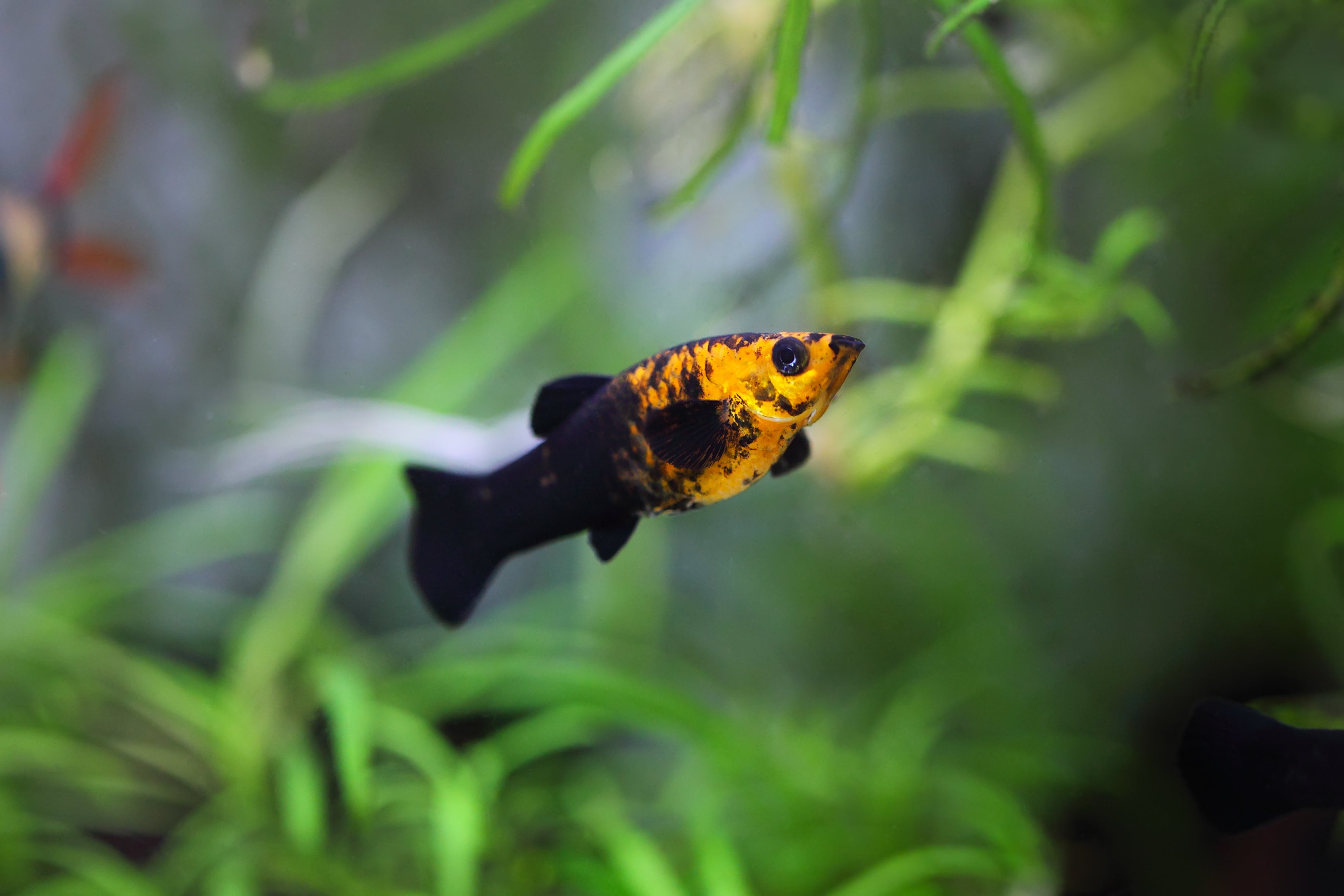 molly fish, mollies, common molly, molly fish care, lyretail molly, caring for an common molly, molly fish lifespan, molly fish types, mollies tropical fish, types of mollies, different types of molly fish, how to care for molly fish