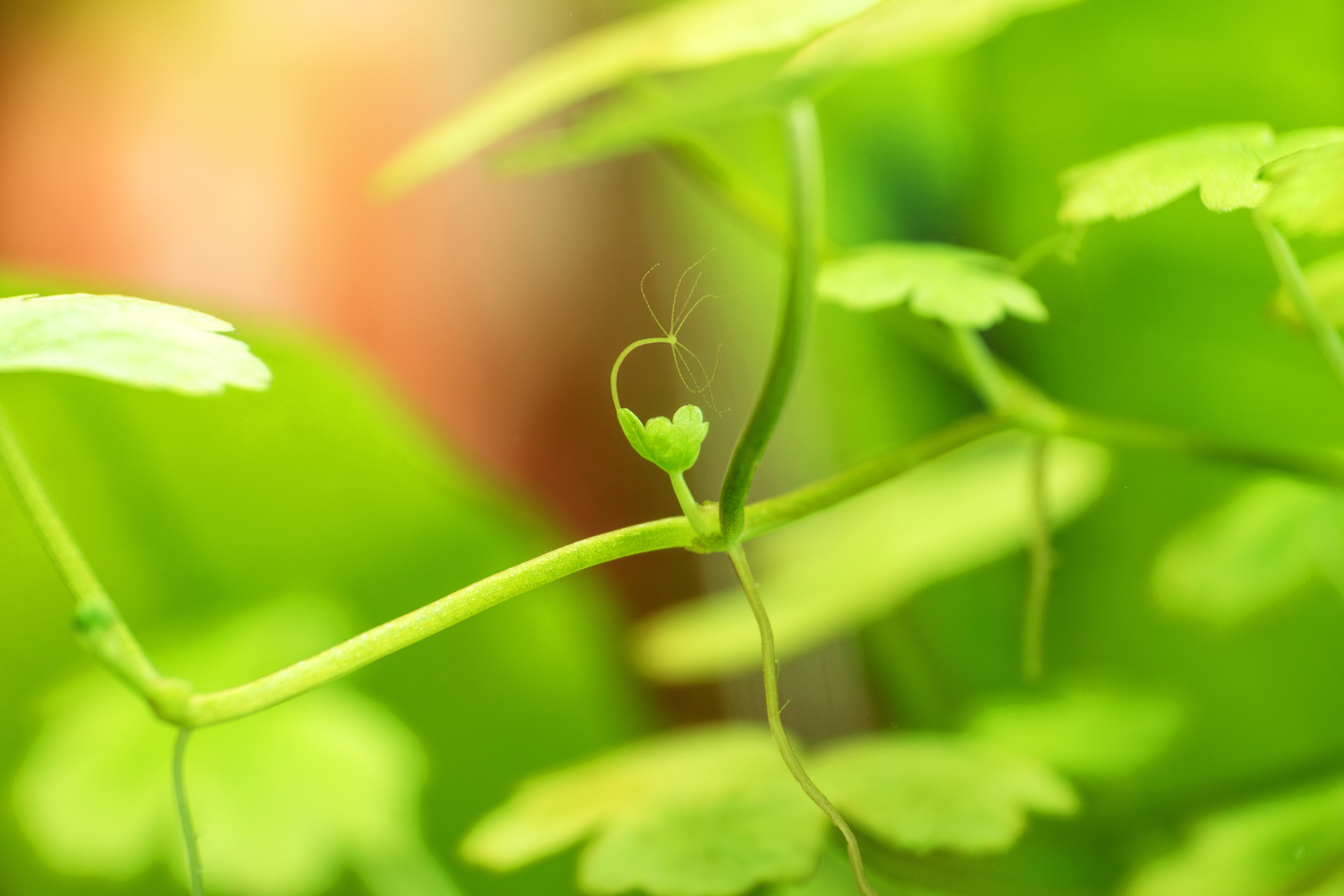 hydra plant, freshwater hydra, hydra aquarium, hydra in aquarium, hydra aquatics, aquarium hydra, hydra fish tank, hydra in fish tank, hydra freshwater, green hydra, how to get rid of hydra in your aquarium