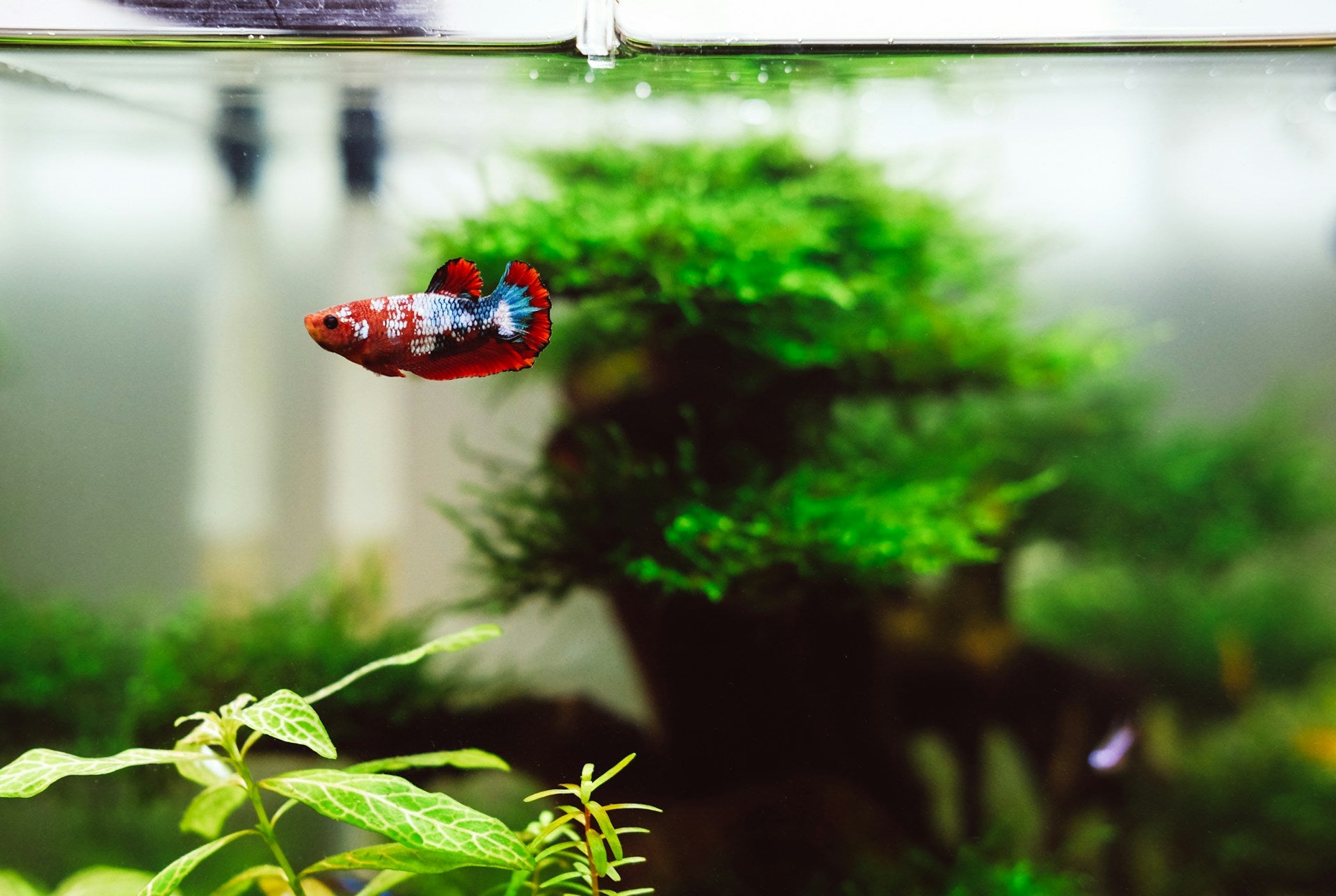 betta fish in planted aquarium, aquarium plants for betta fish