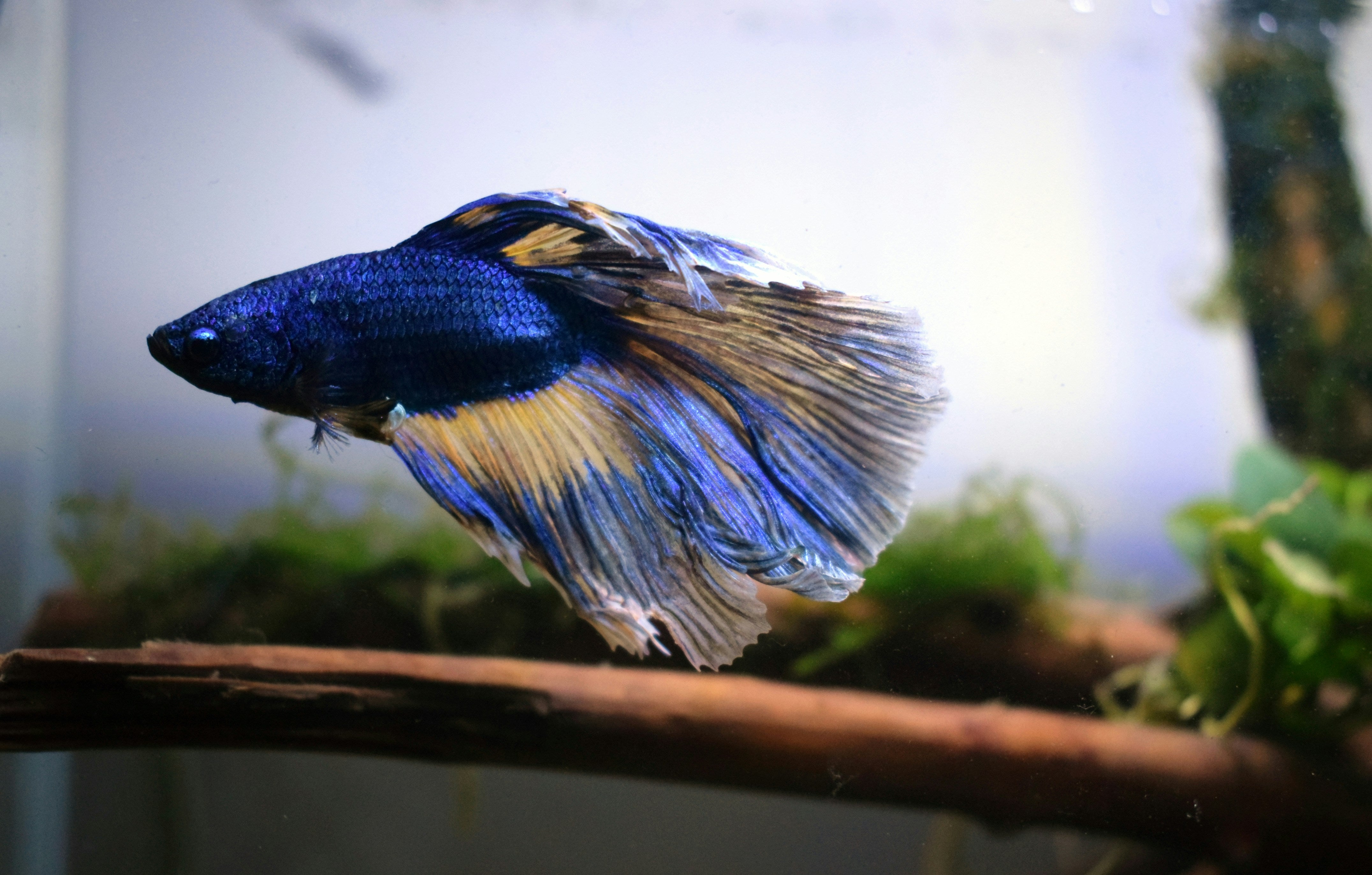 Betta fish for sale, betta fighting fish for sale, betta fighting fish, betta fish