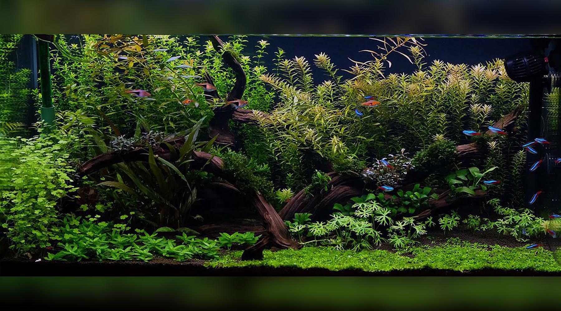 WHAT IS THE BEST SUBSTRATE FOR AQUARIUM PLANTS?