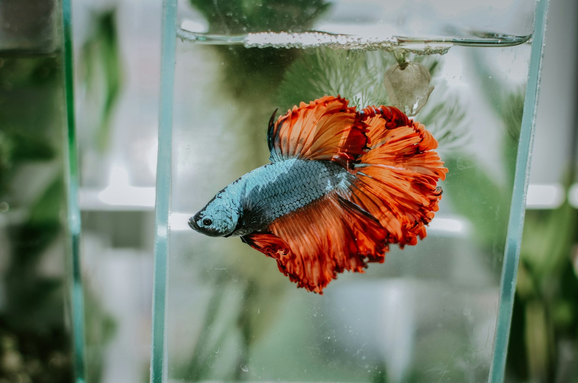 betta fish, betta fish in tank, betta health