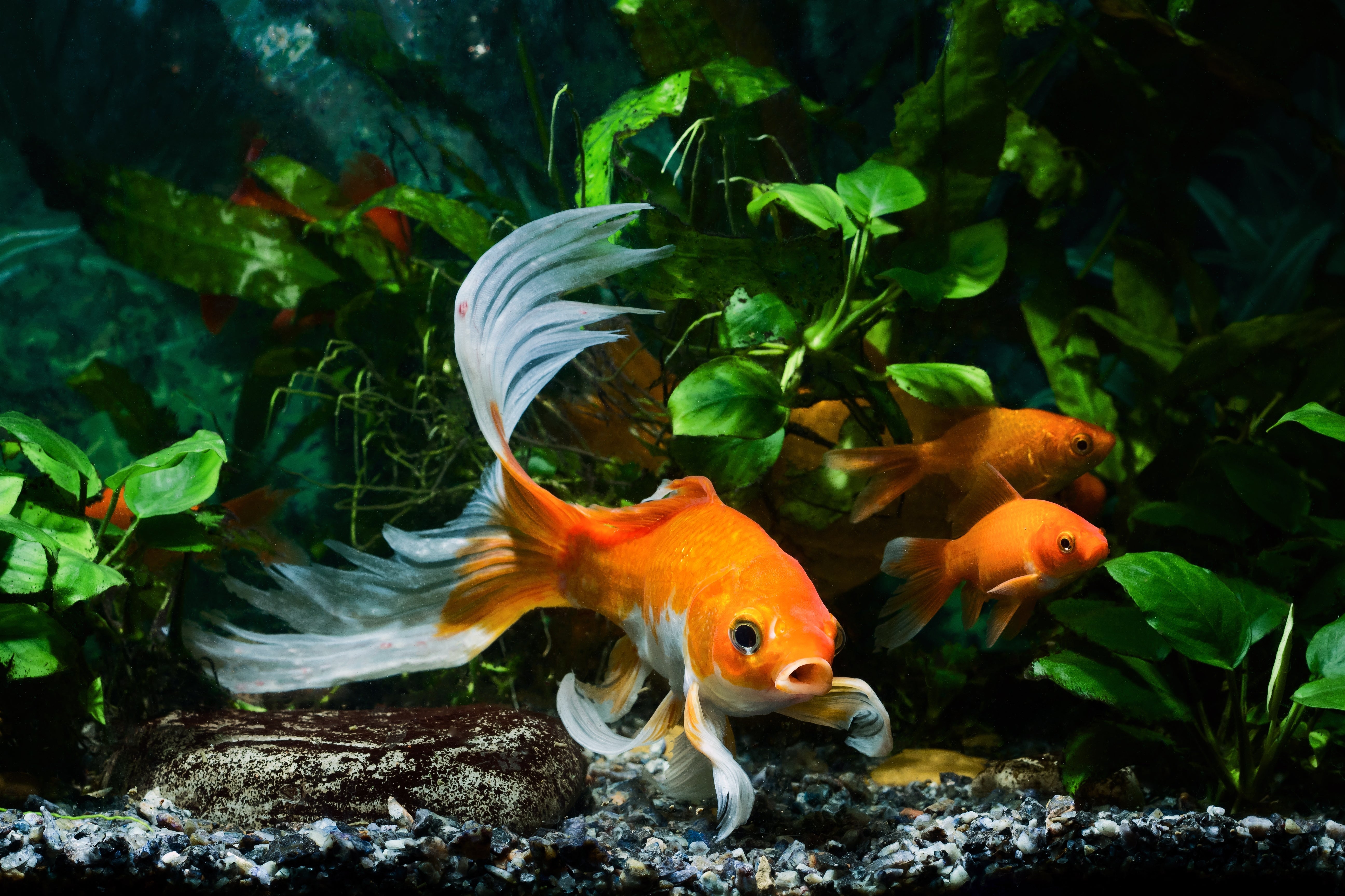 goldfish tank mates, what fish can live with goldfish, fish compatible with goldfish, goldfish tankmates, tank mates for goldfish, best goldfish tank mates, gold fish tank mates, goldfish companions