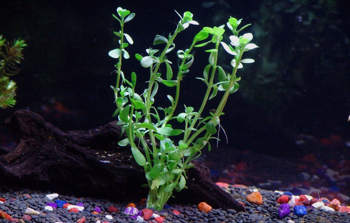 Moneywort Bacopa monnieri aquarium plants in tank