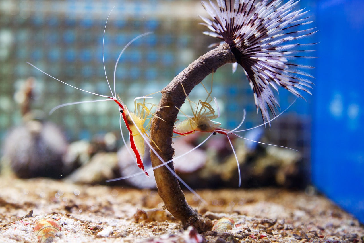 shrimps in an aquarium