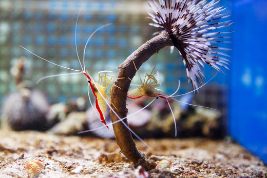 shrimps in an aquarium