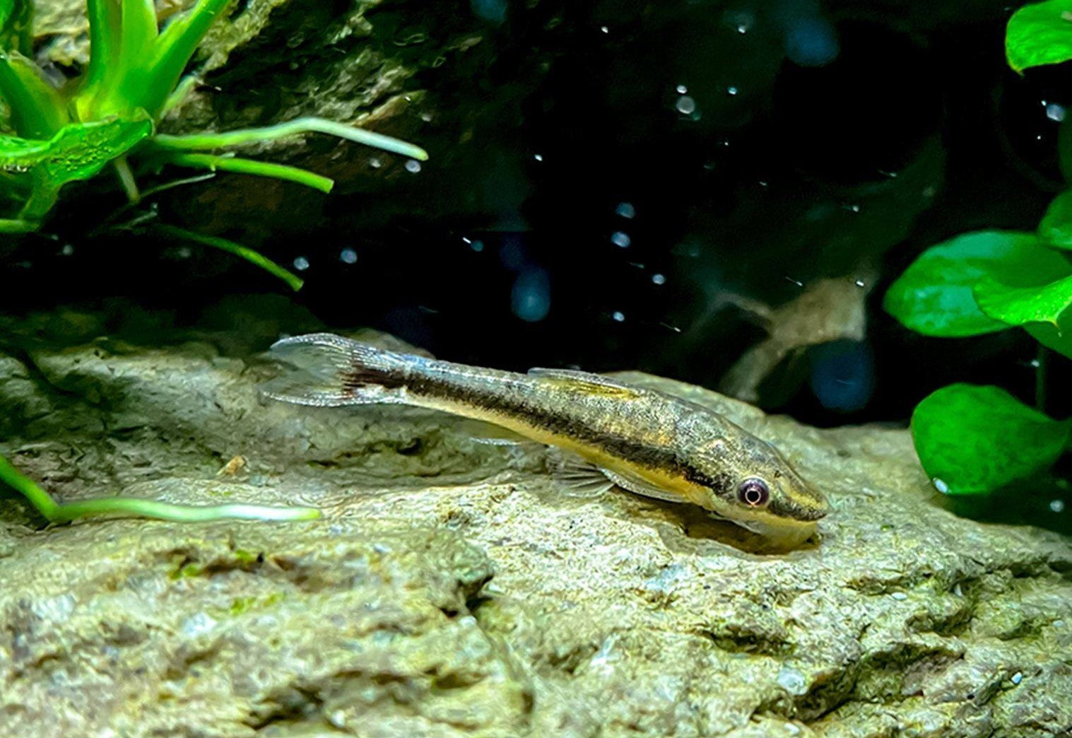 Otocinclus Catfish, Otos Catfish, How to Care for Otocinclus Catfish, Otocinclus Fish Care Guide