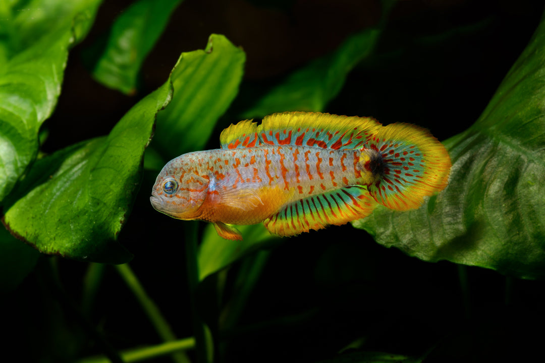Peacock Gudgeon (Tateurndina ocellicauda) in planted aquarium tank, Peacock Gudgeon care guide