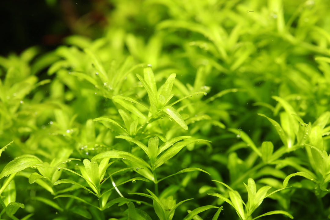 Pearl Weed (Hemianthus micranthemoides) in planted aquarium tank