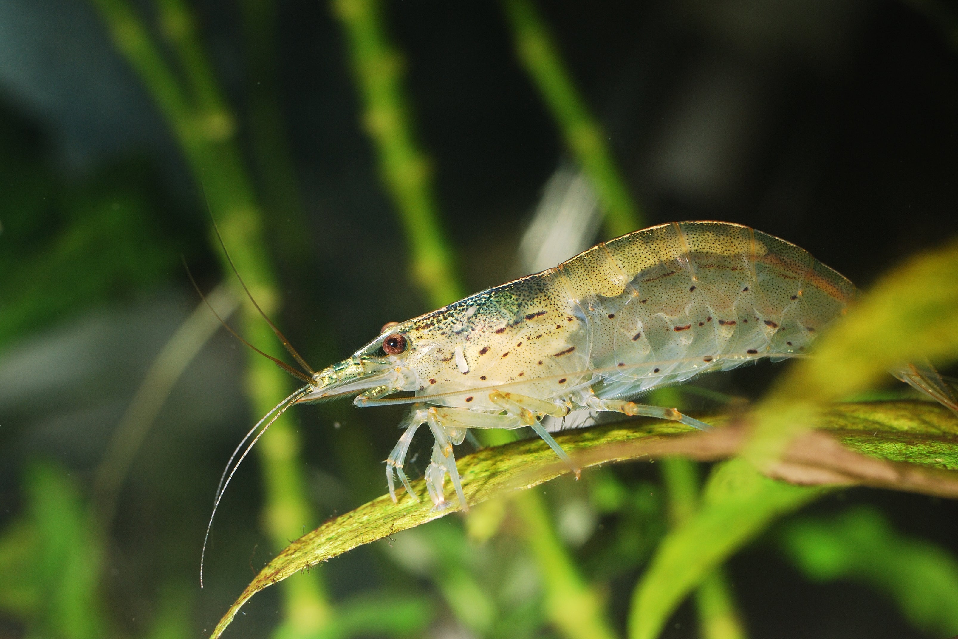 freshwater shrimp, shrimp tank, aquarium shrimp, pet shrimp, shrimp aquarium, freshwater aquarium shrimp, shrimp for aquarium, dwarf shrimp, freshwater shrimp tank, shrimp pet