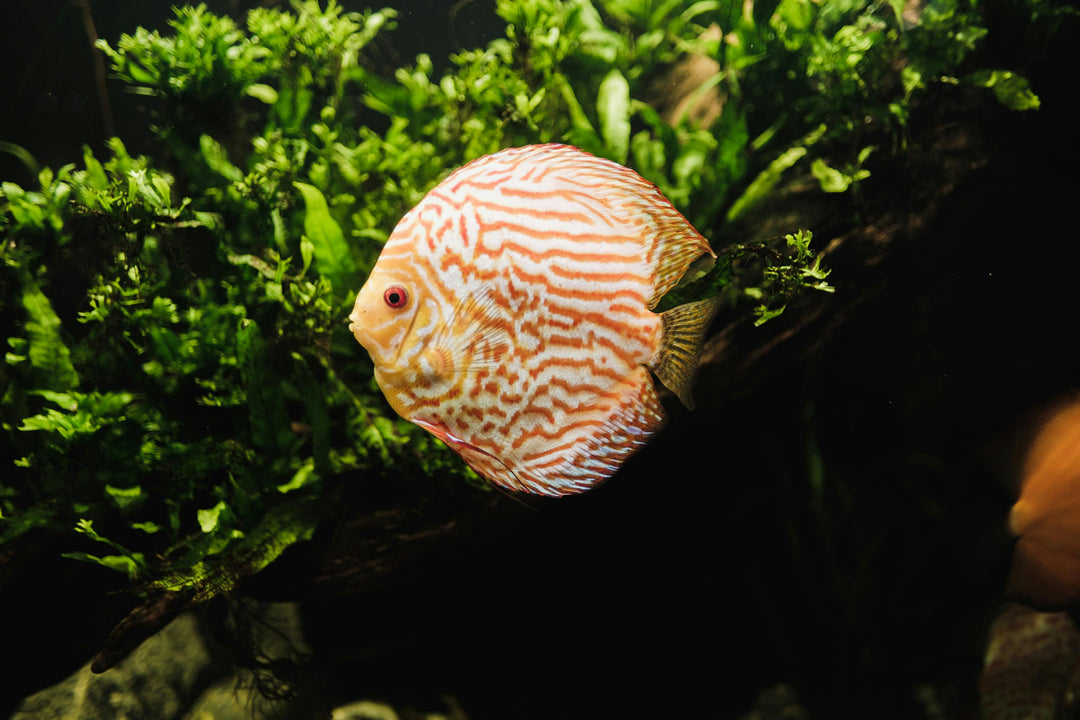 Discus, freshwater fish, discus fish, types of discus, top 5 conterpiece fish for your freshwater aquarium