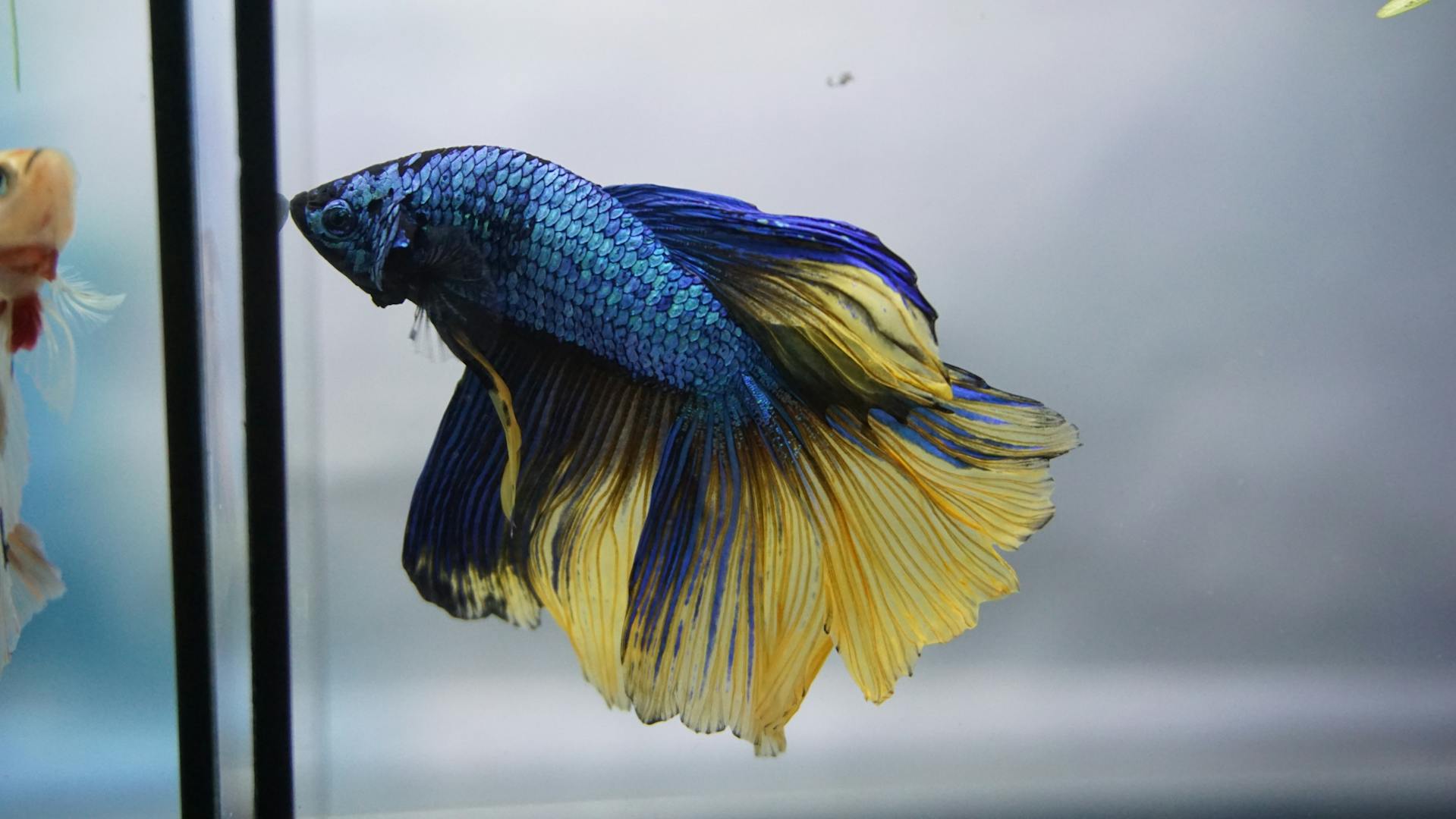 Betta fish, giant betta fish, siamese fighting fish, betta fighting fish, male betta fish