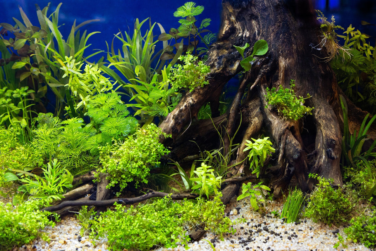 Splishy Fish Top 7 Best Aquatic Plants for Killifish Tank – Splashy Fish