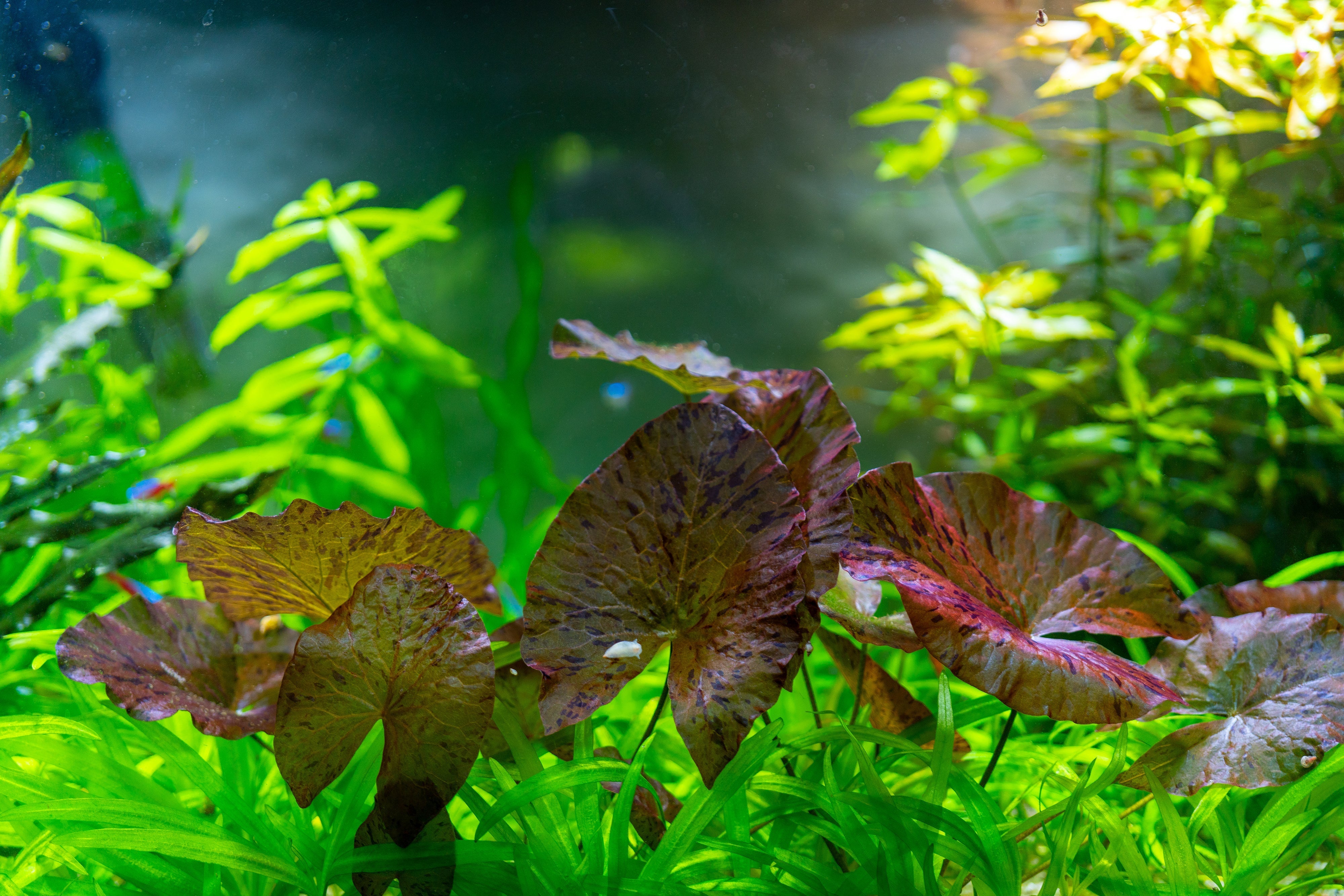aquarium plant holder, aquarium planter, aquarium plant pots, fish tank plant holders, aquarium planters, pots for aquarium plants, aquarium pots, aquarium pot, planter rock, fish tank planter, fake rock planters, planter decoration, planter aquarium
