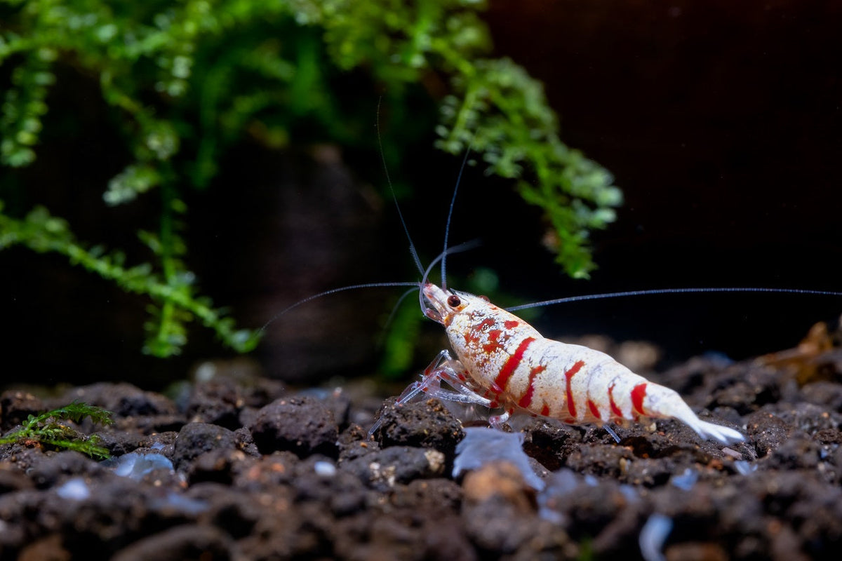 Freshwater Invertebrates for Aquariums – Splashy Fish