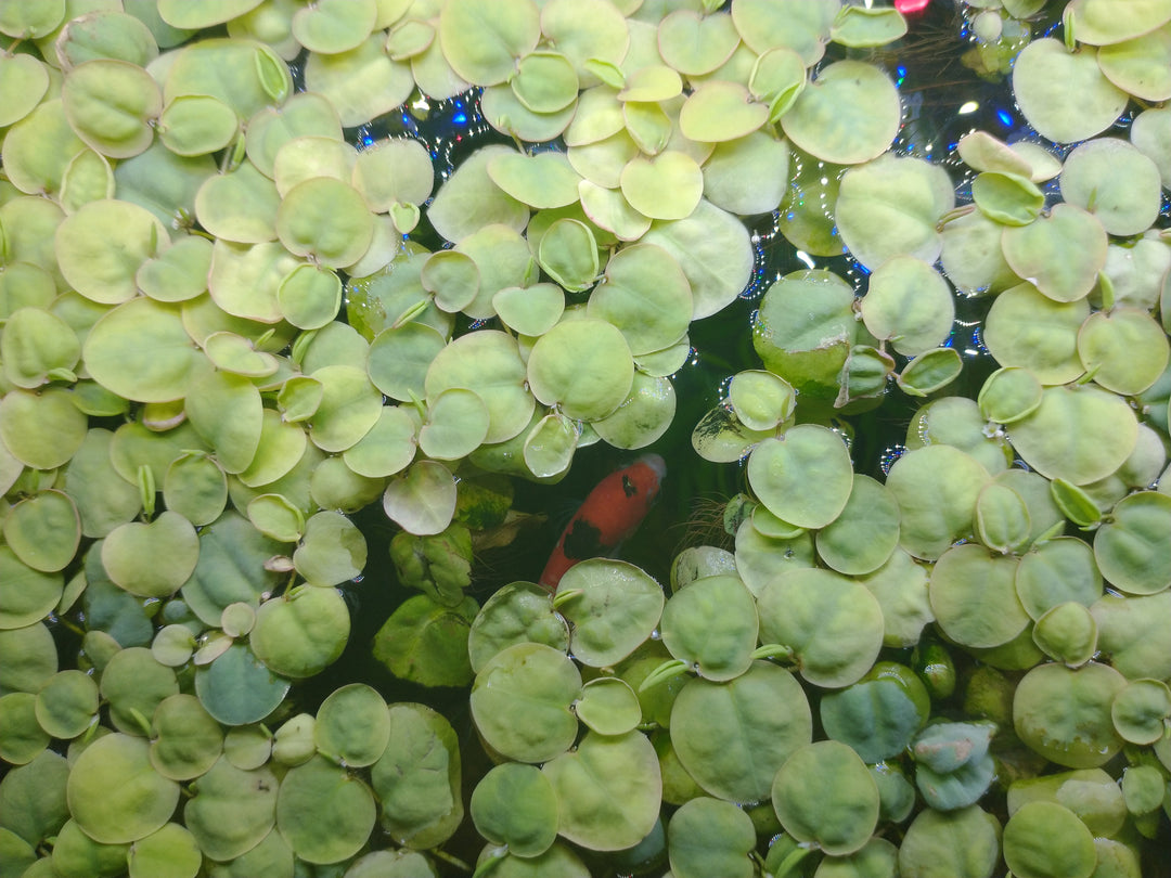Top 7 Oddball Aquatic Plants That Make Your Fish Tank Stand Out, Red Root Floaters Floating Plant