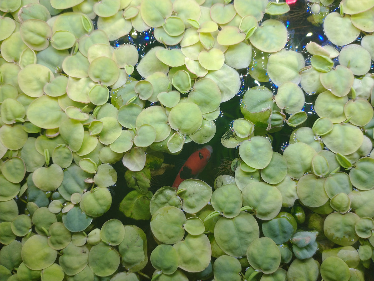 Top 7 Oddball Aquatic Plants That Make Your Fish Tank Stand Out, Red Root Floaters Floating Plant
