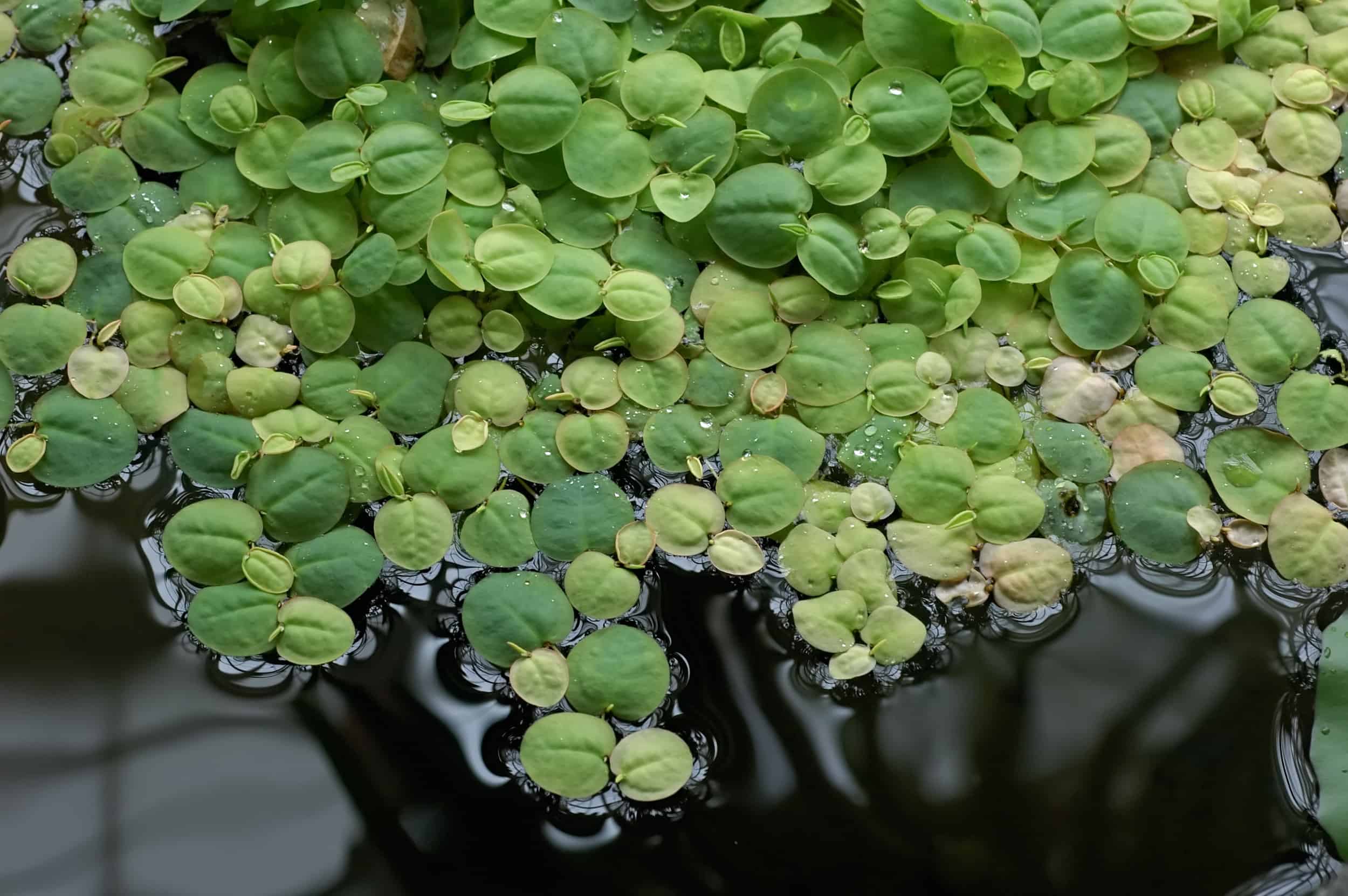 Red Root Floaters, Floating Plants in Aquarium, Ultimate Care Guide for Red Root Floater Floating Plants, Red Root Floater Care Guide, Floating Plants for Fish Tank