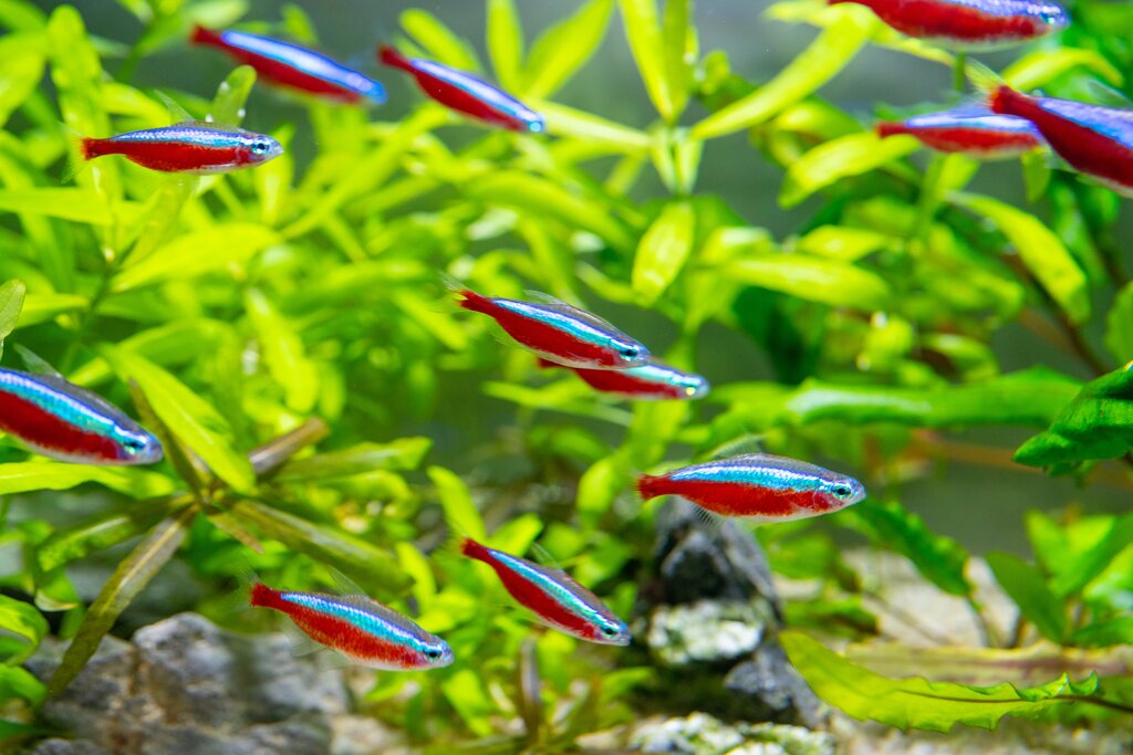 a school of Neon Tetra