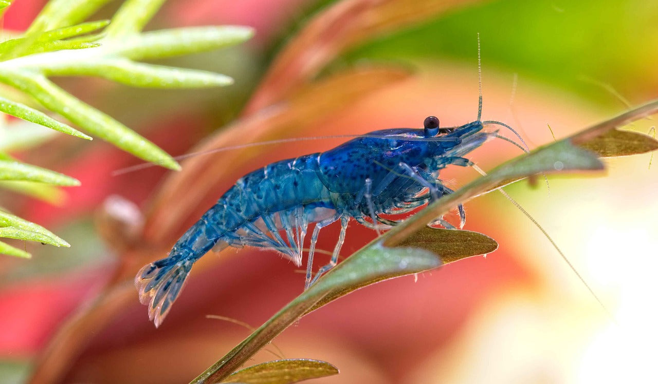 Mastering Freshwater Shrimp Care–How to Breed a Healthy Shrimp Aquarium