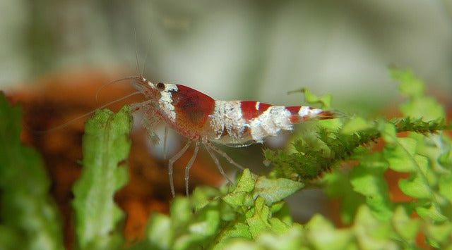 Freshwater Shrimp